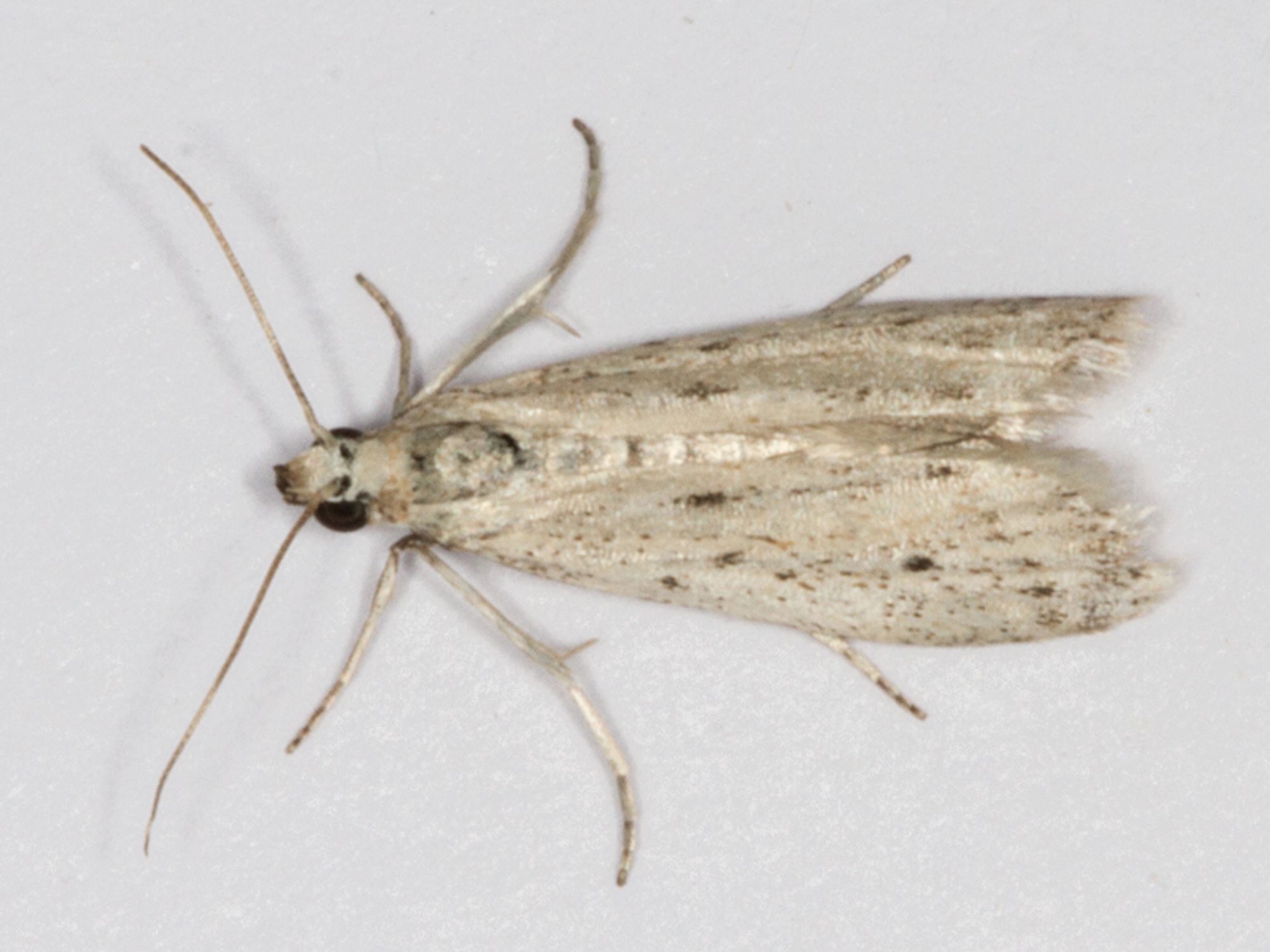 Phycitodes lacteella, the first for Britain.  Trapped by Kevan Bratt on Sunday night.

A small greyish moth with fine dark speckling and a few larger dark spots, but these are smaller than on most closely-related species.  It also has a row of small dark spots towards the end of the wing with a very indistinct paler line behind this.