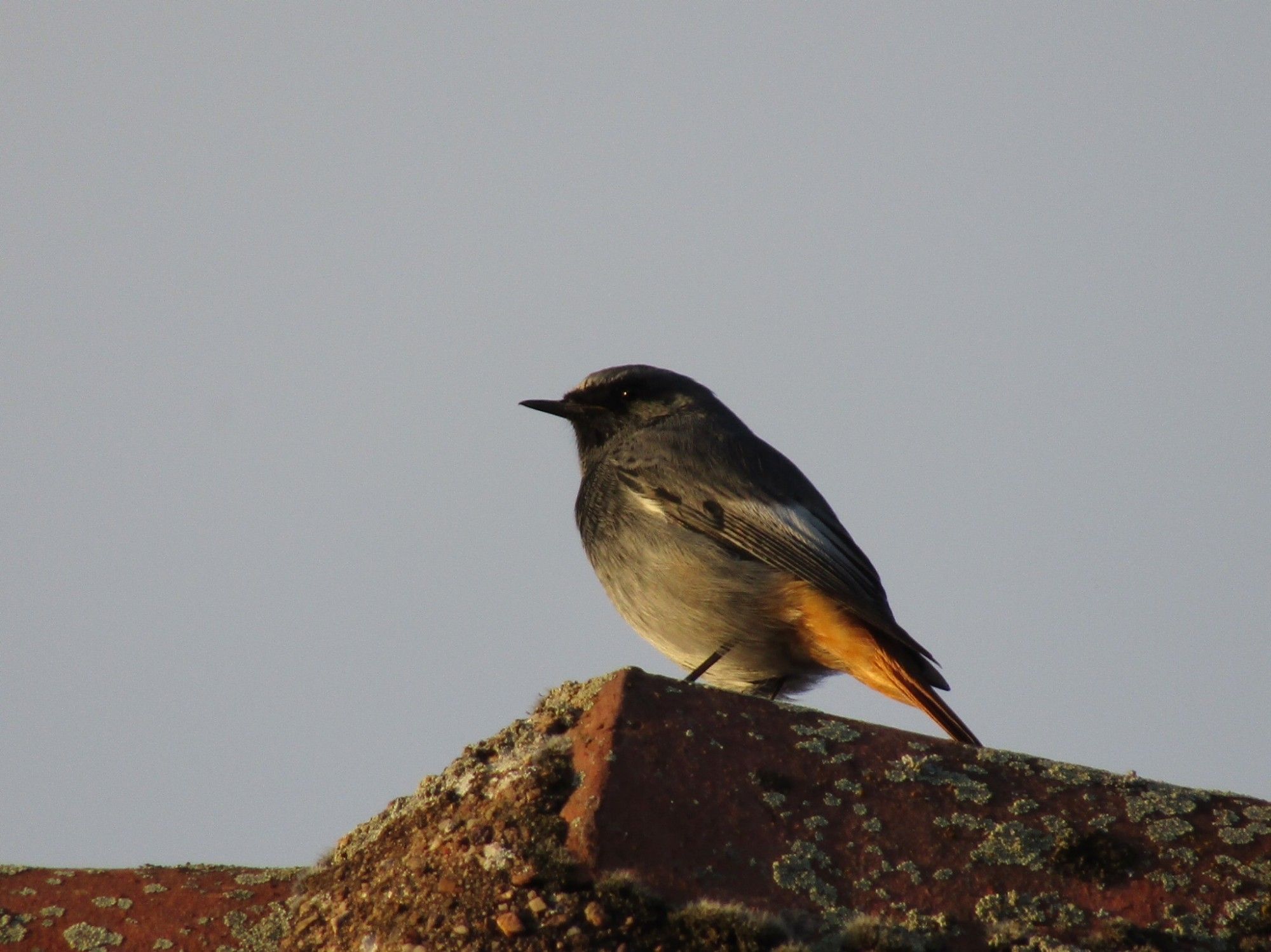 Black Redstart