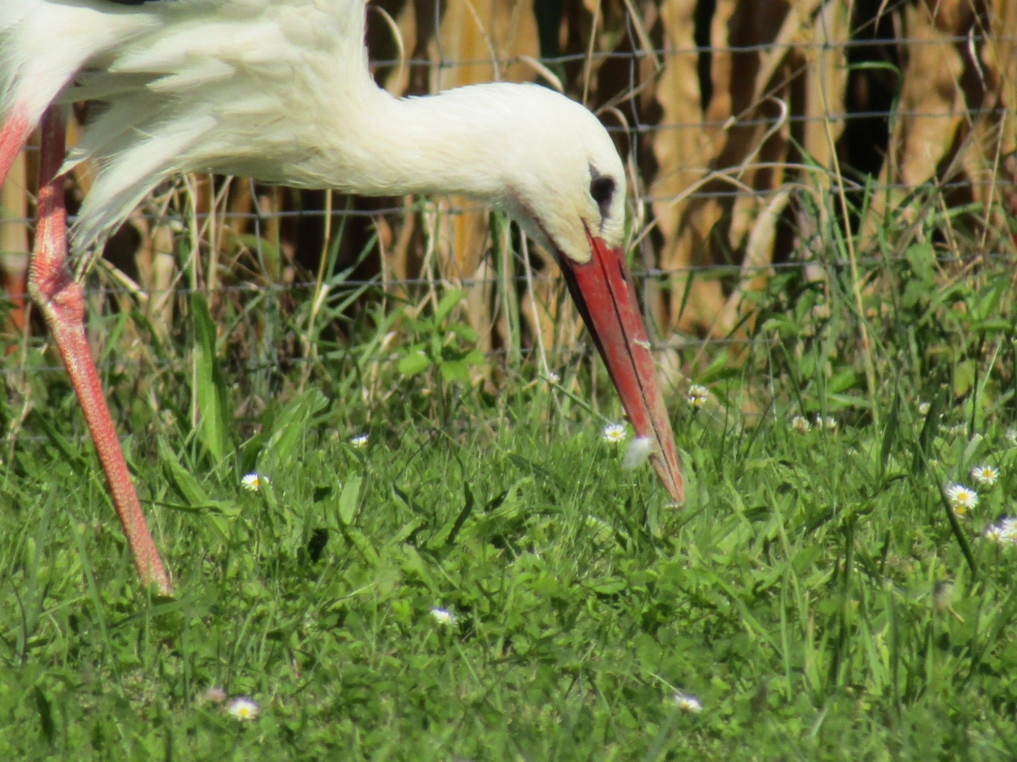 White Stork. A few remain in the Alsace for the winter.