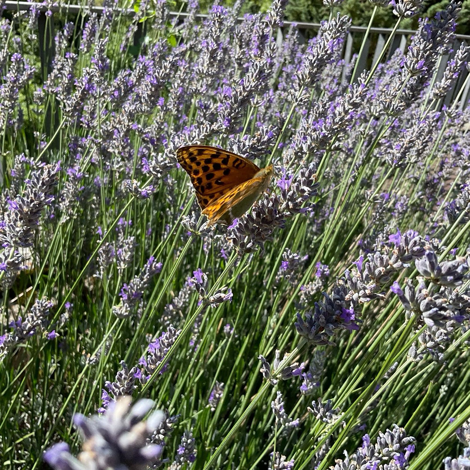 Mariposa posada sobre lavanda/espliego