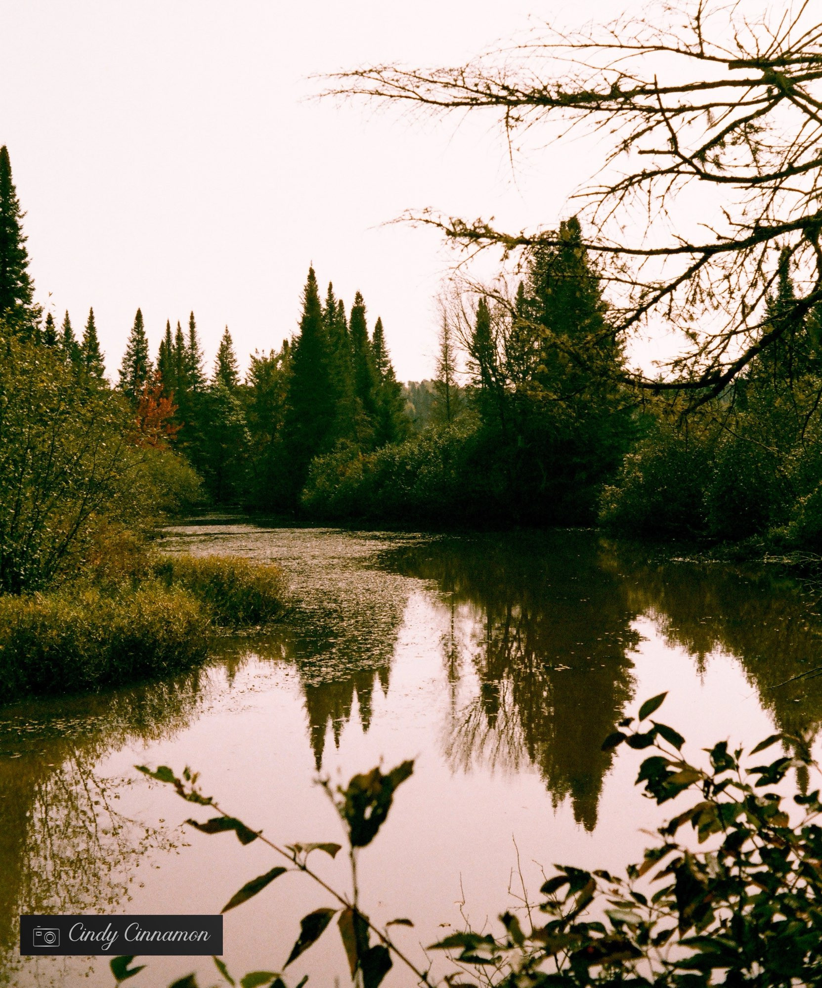 Lac dans la forêt au Québec. Photographie par Cindy Cinnamon