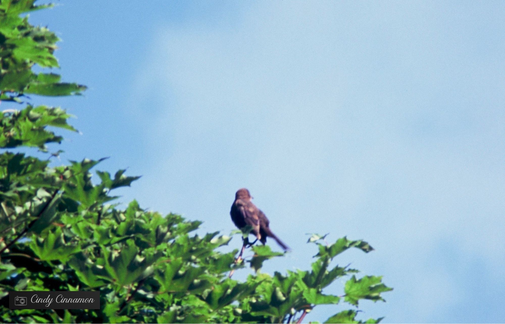 Oiseau dans un arbre sous un ciel bleu