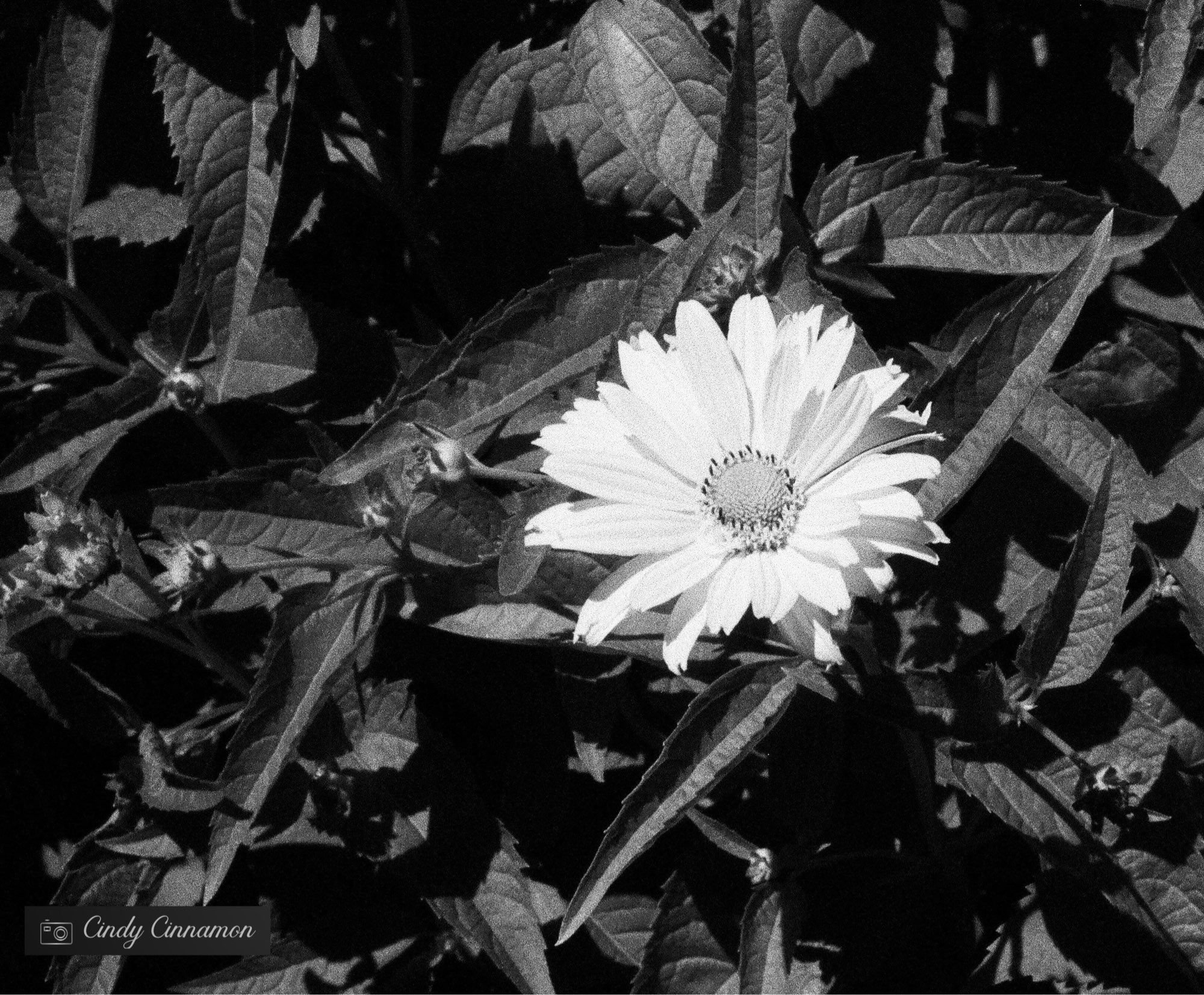 Photo en noir et blanc contrasté d’une fleur dans la nature