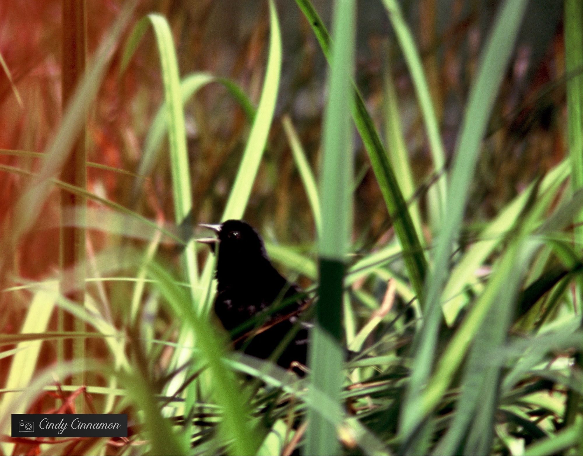 Oiseau qui chante dans l’herbe