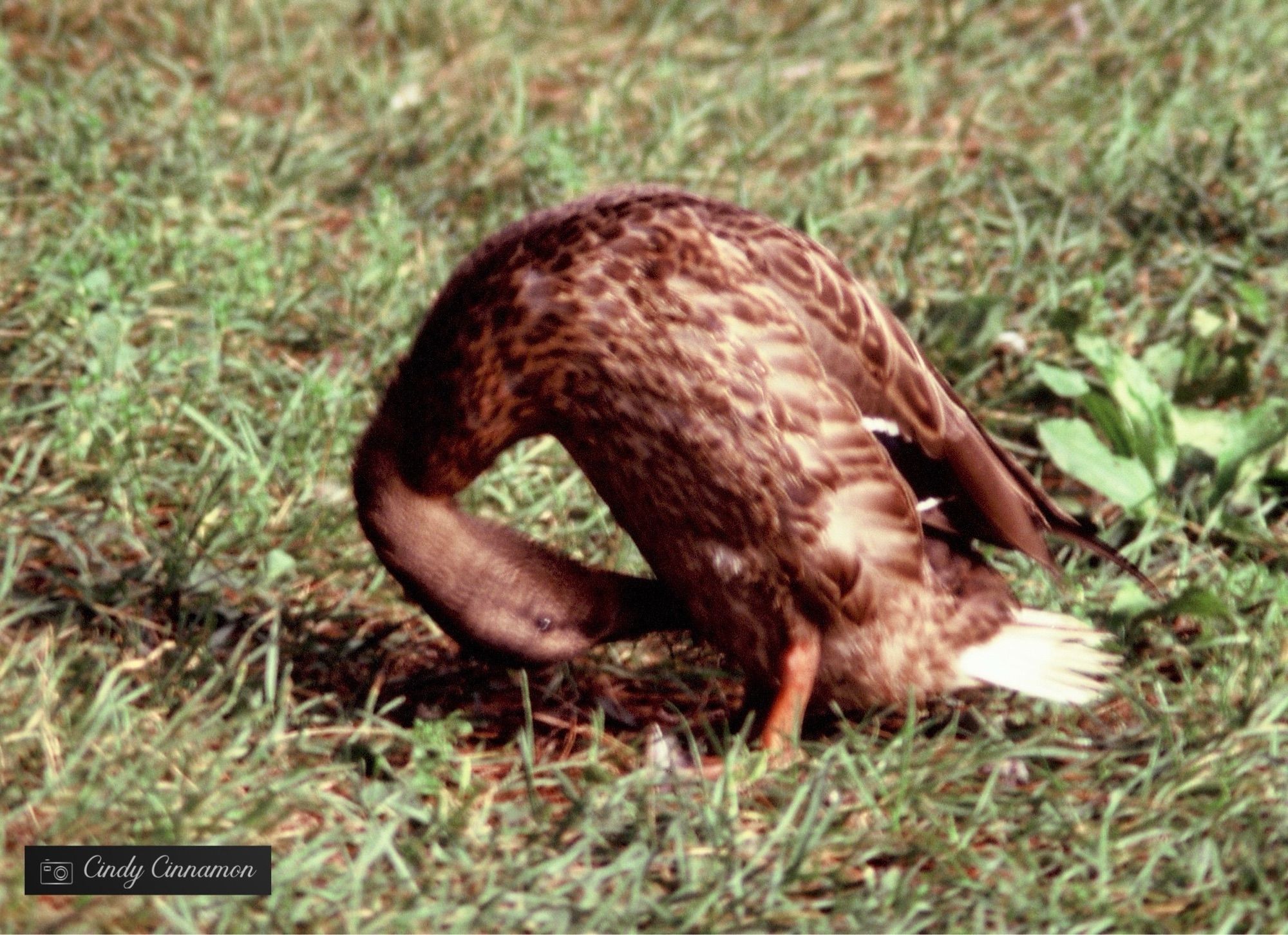 Photo d’un canard dans une drôle de position la tête entre les jambes