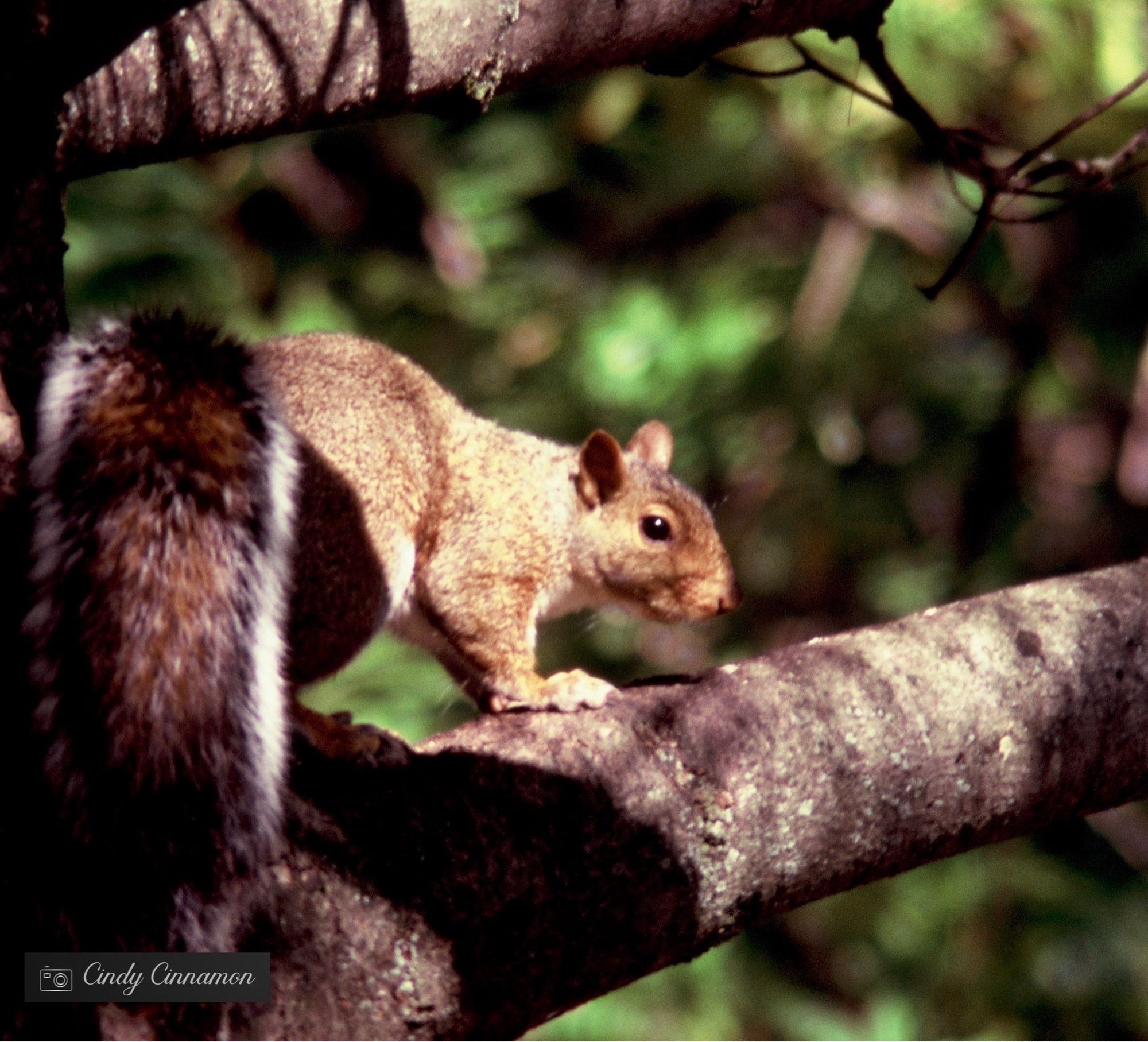 Écureuil sur une branche d’arbre nous jetant un regard par dessus son épaule