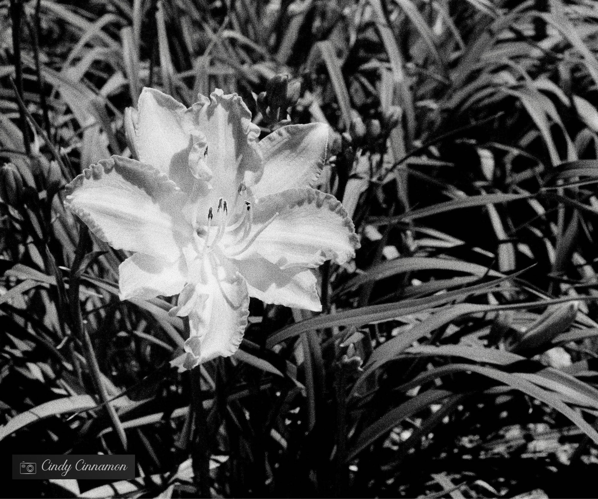 Photo noir et blanc très contrastée d’un Lys par Cindy Cinnamon