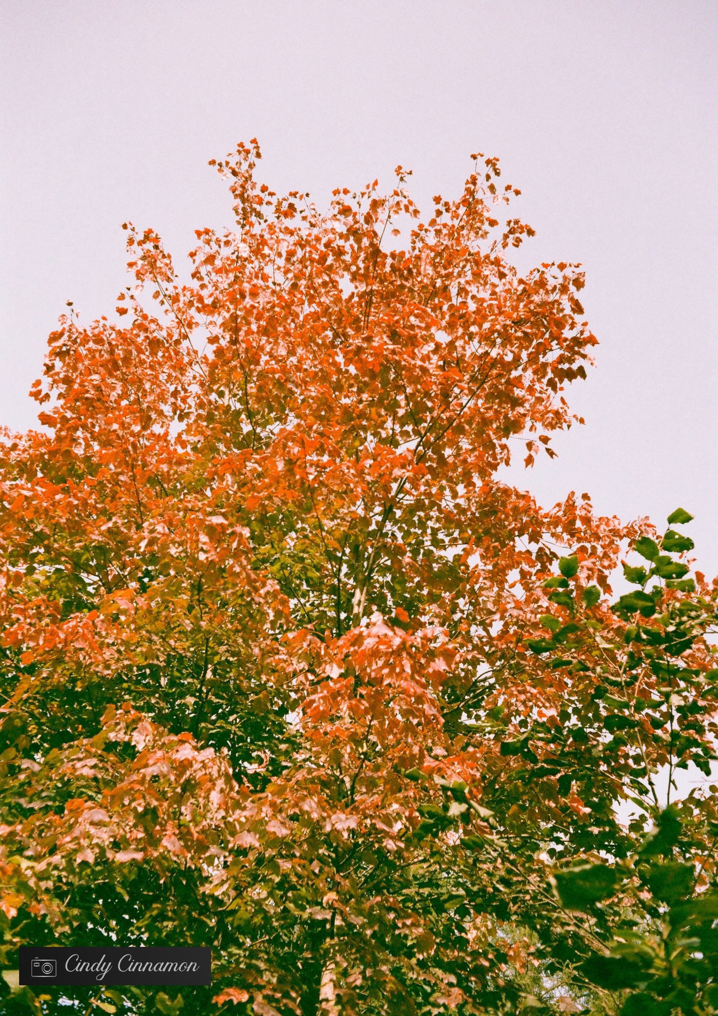 Feuillage d’automne. Photographie par Cindy Cinnamon 