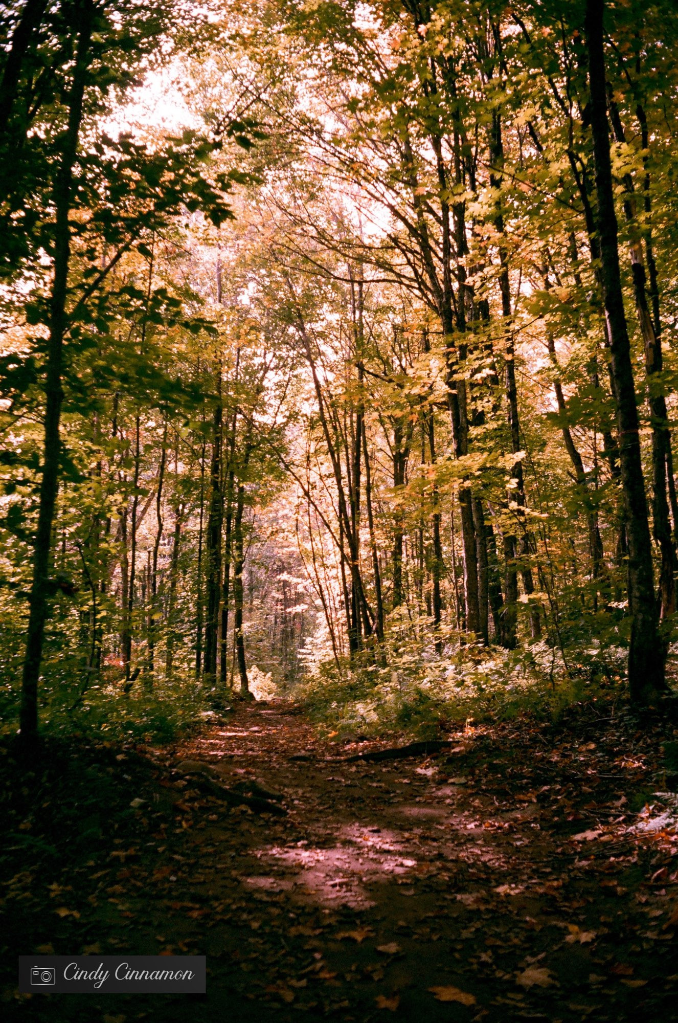 Sentier de marche en automne. Photographie par Cindy Cinnamon 