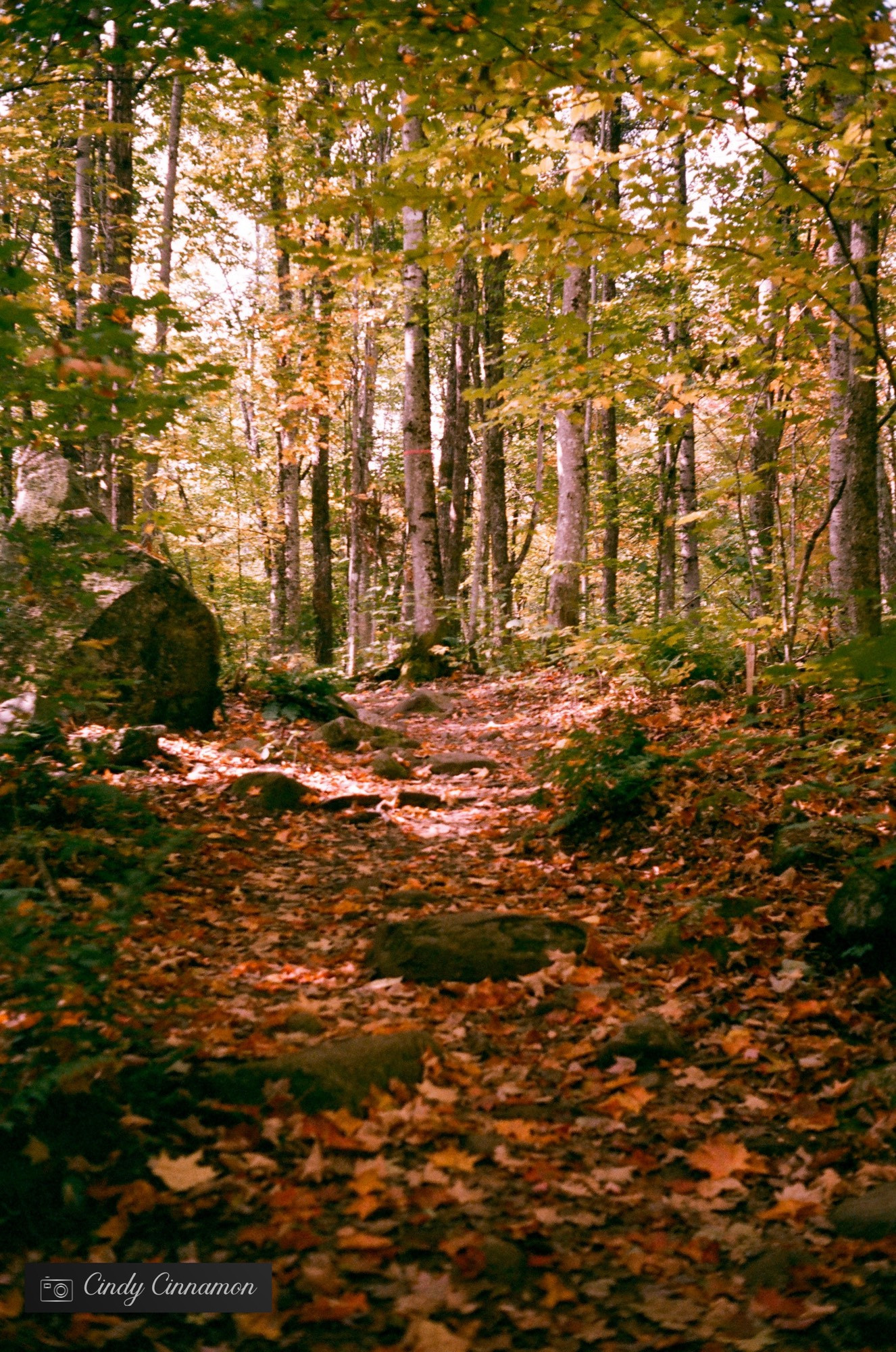 Sentier en automne au Québec. Photographie par Cindy Cinnamon 