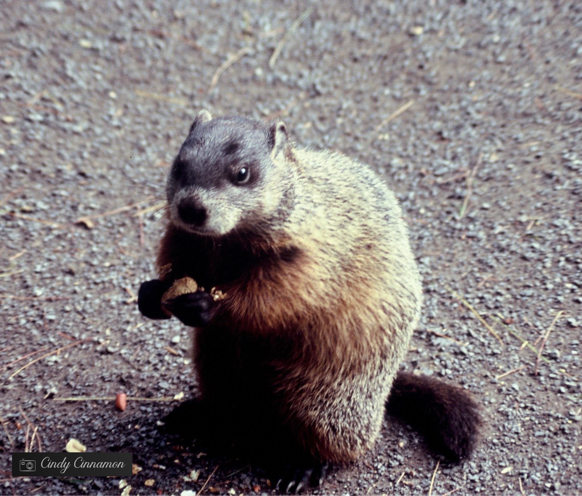 Sympathique marmotte qui mange une arachide