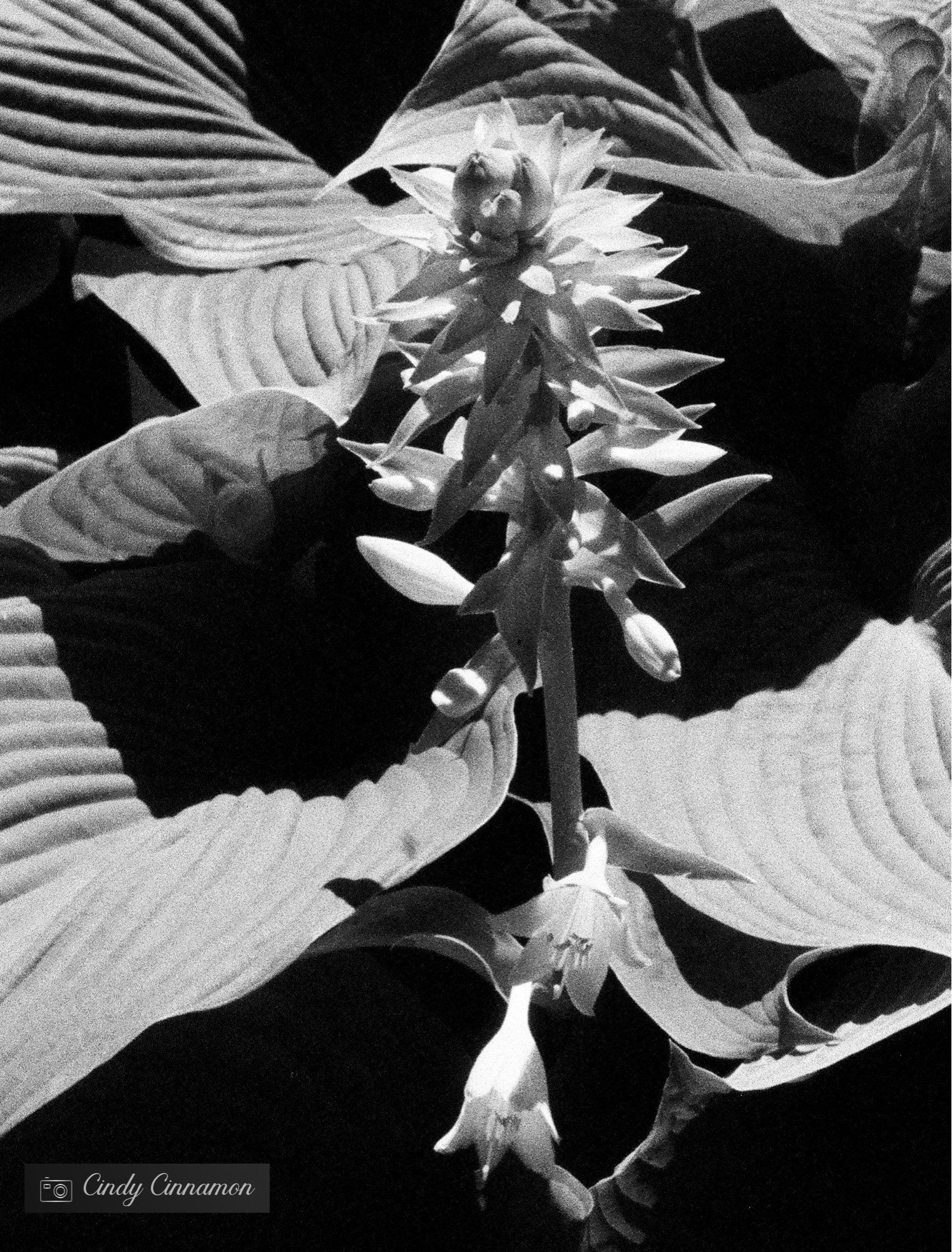 Photo noir et blanc très contrastée d’une plante avec des rayures sur les feuilles