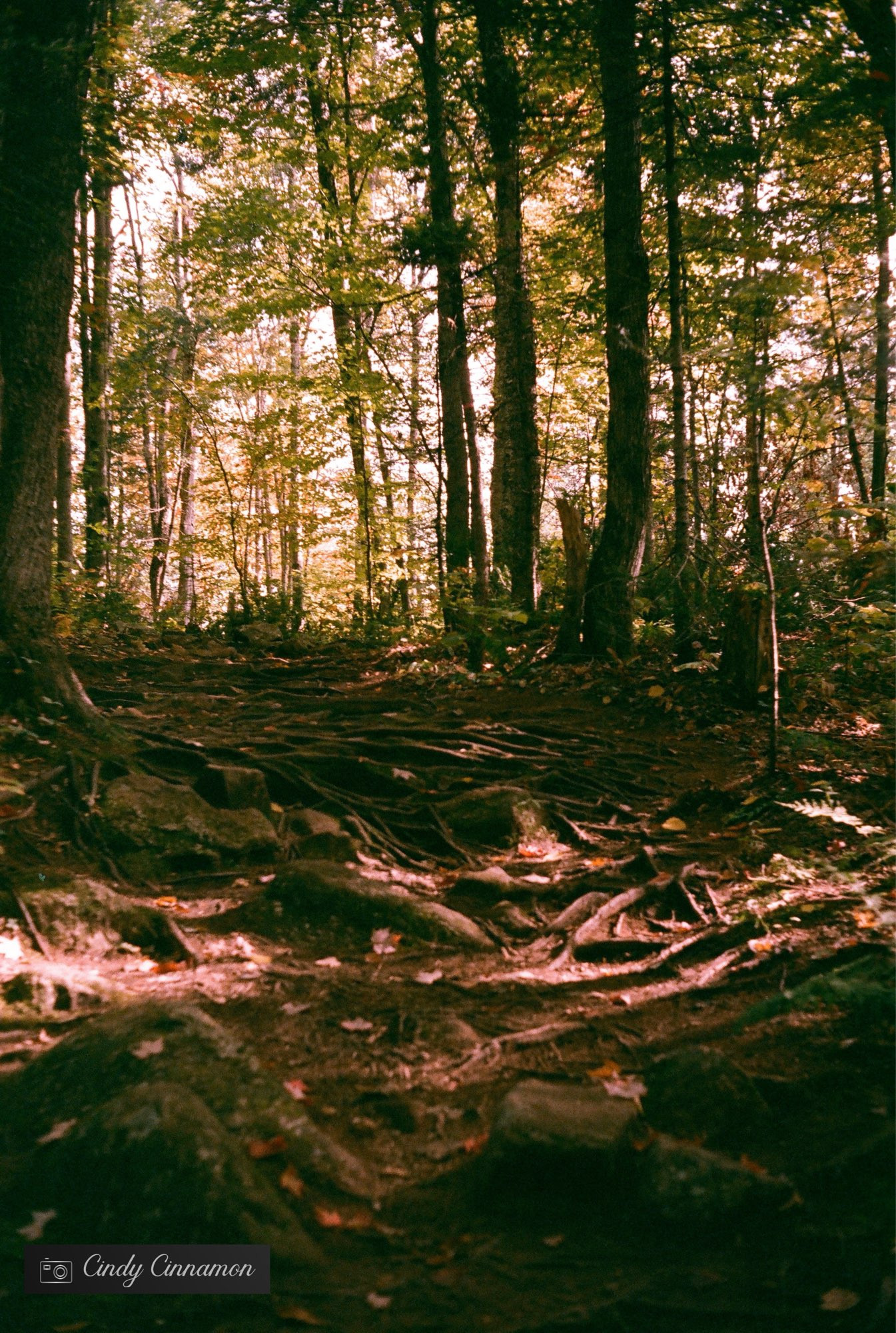 Sentier dans le bois en automne photographié par Cindy Cinnamon