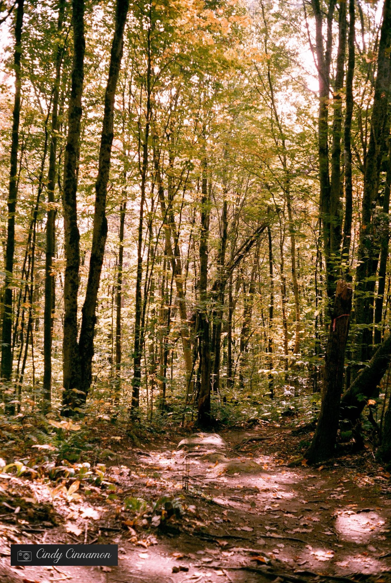 Sentier en forêt l’automne au Québec. Photographie par Cindy Cinnamon 