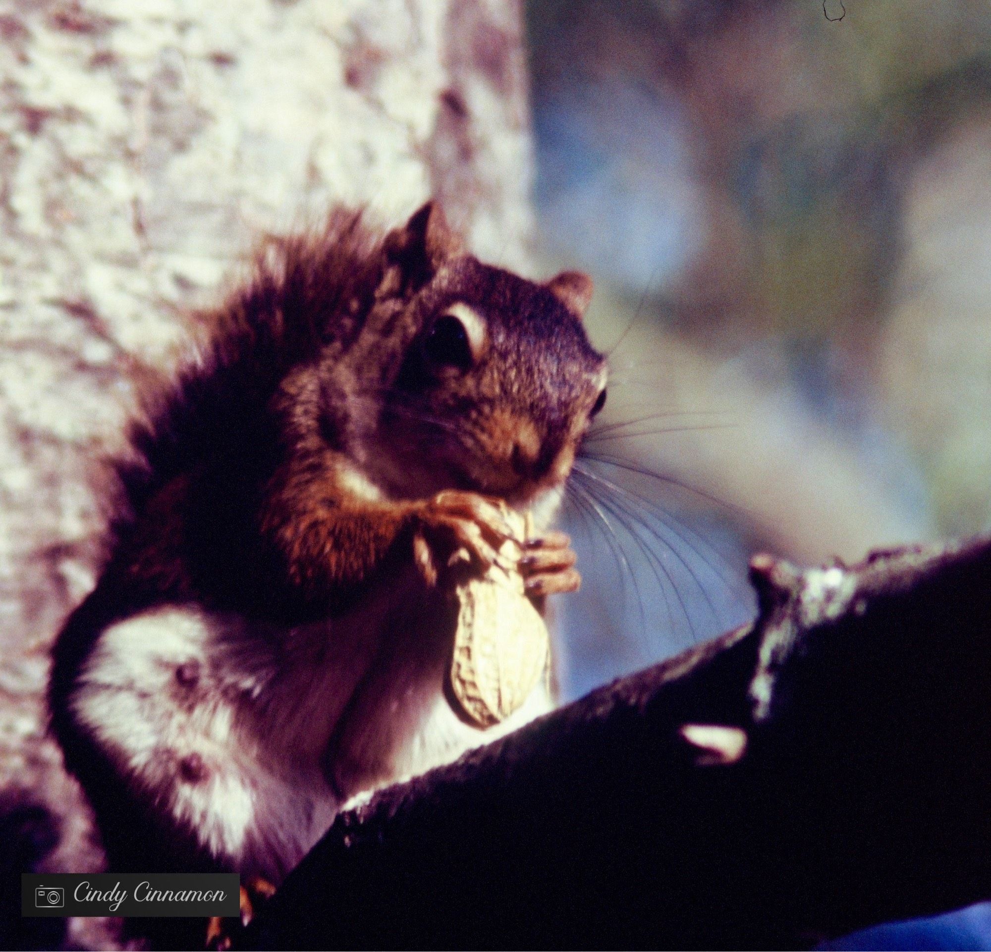 Écureuil dans un arbre avec une arachide