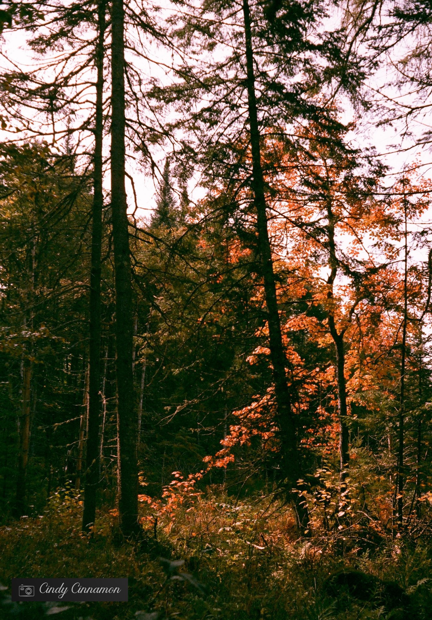 Forêt en automne avec feuillage rouge. Photographie par Cindy Cinnamon.