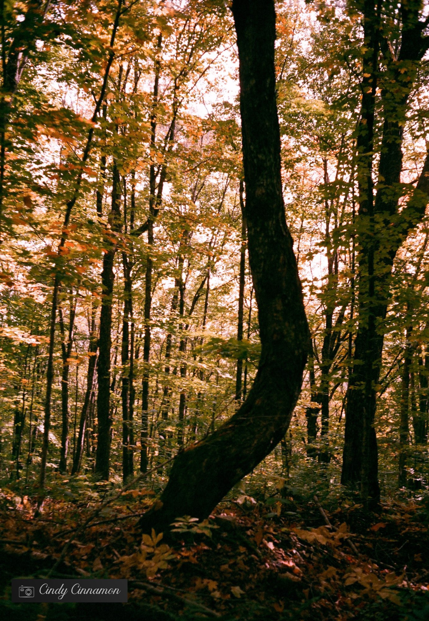 Arbre croche en automne. Photographie par Cindy Cinnamon 