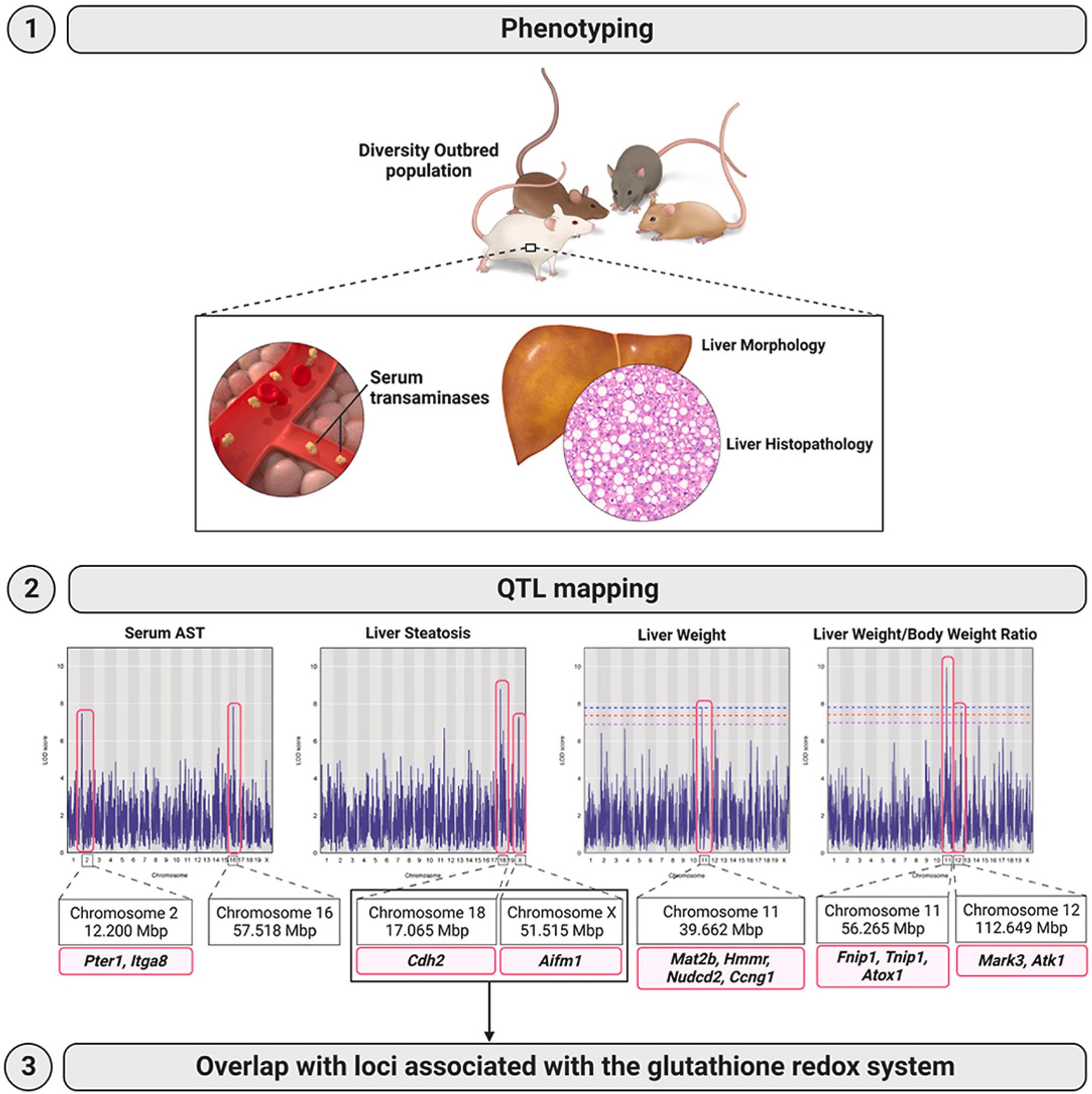 scientific image showing phenotype processing