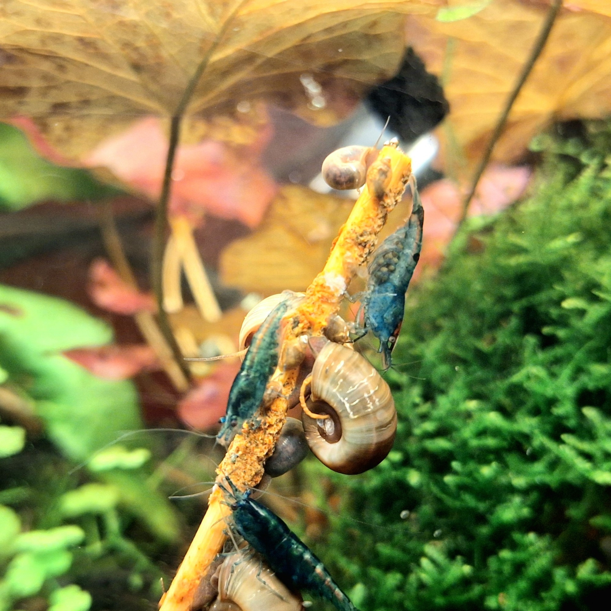 Trois neocaridina davidi grainées et quelques planorbes sur une lolly au paprika.