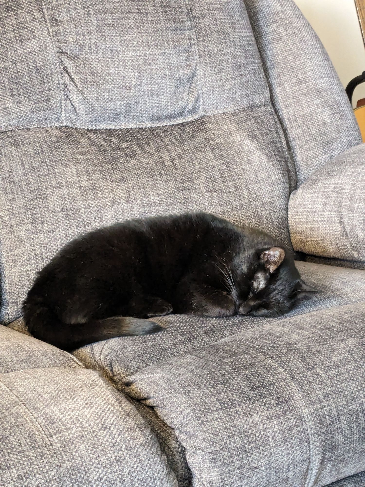 Black cat sleeping on a couch