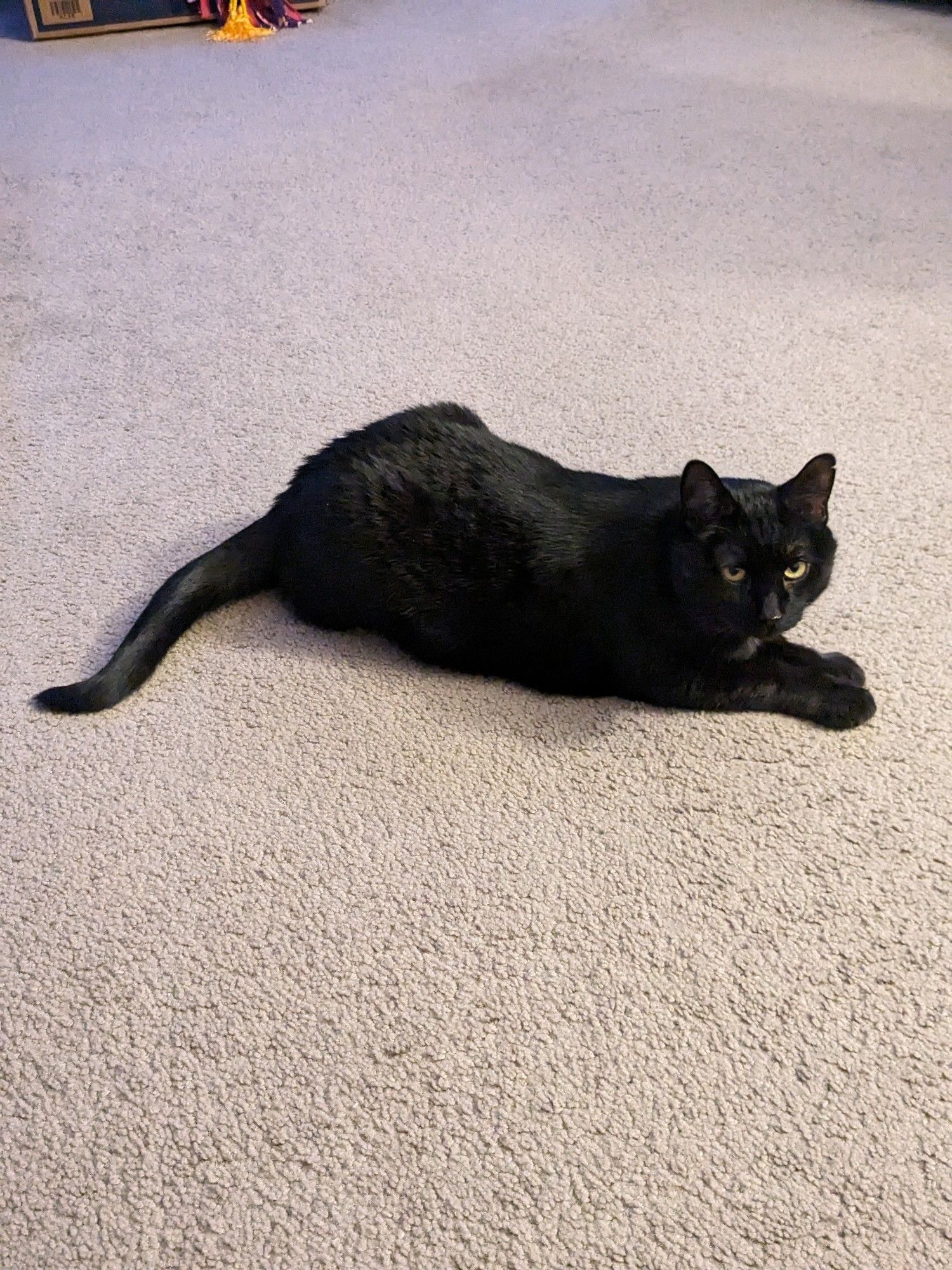 Black cat laying on tan carpet