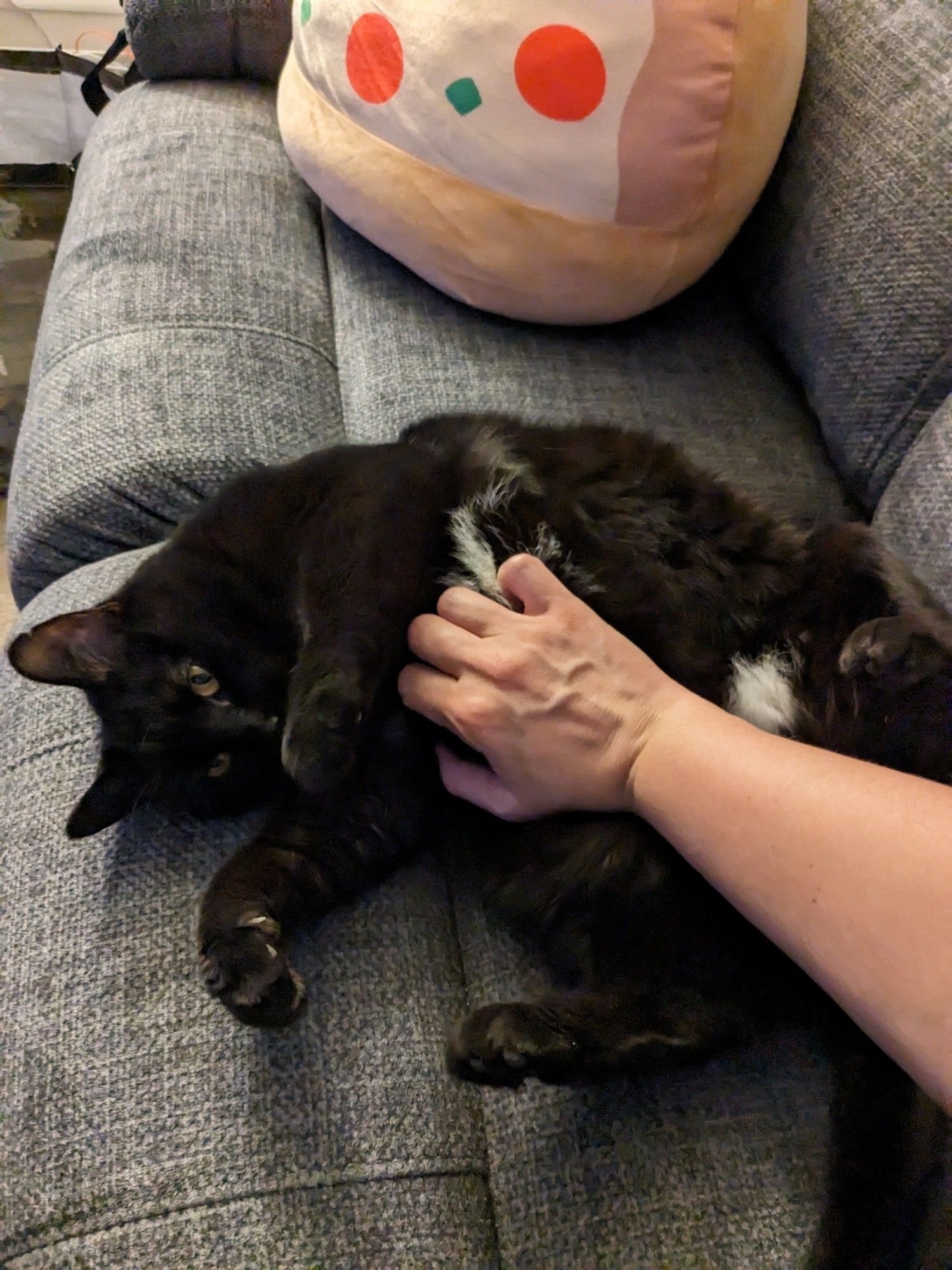 Black cat on a couch getting his belly rubbed