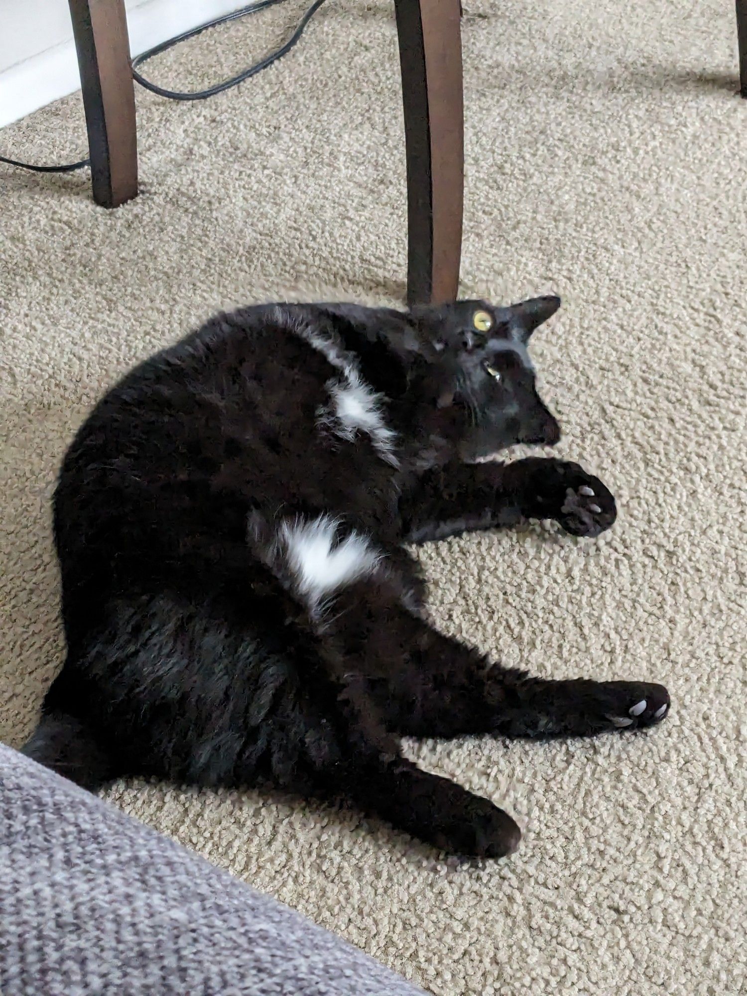 Black cat laying on tan carpet with a crazy look in his eyes