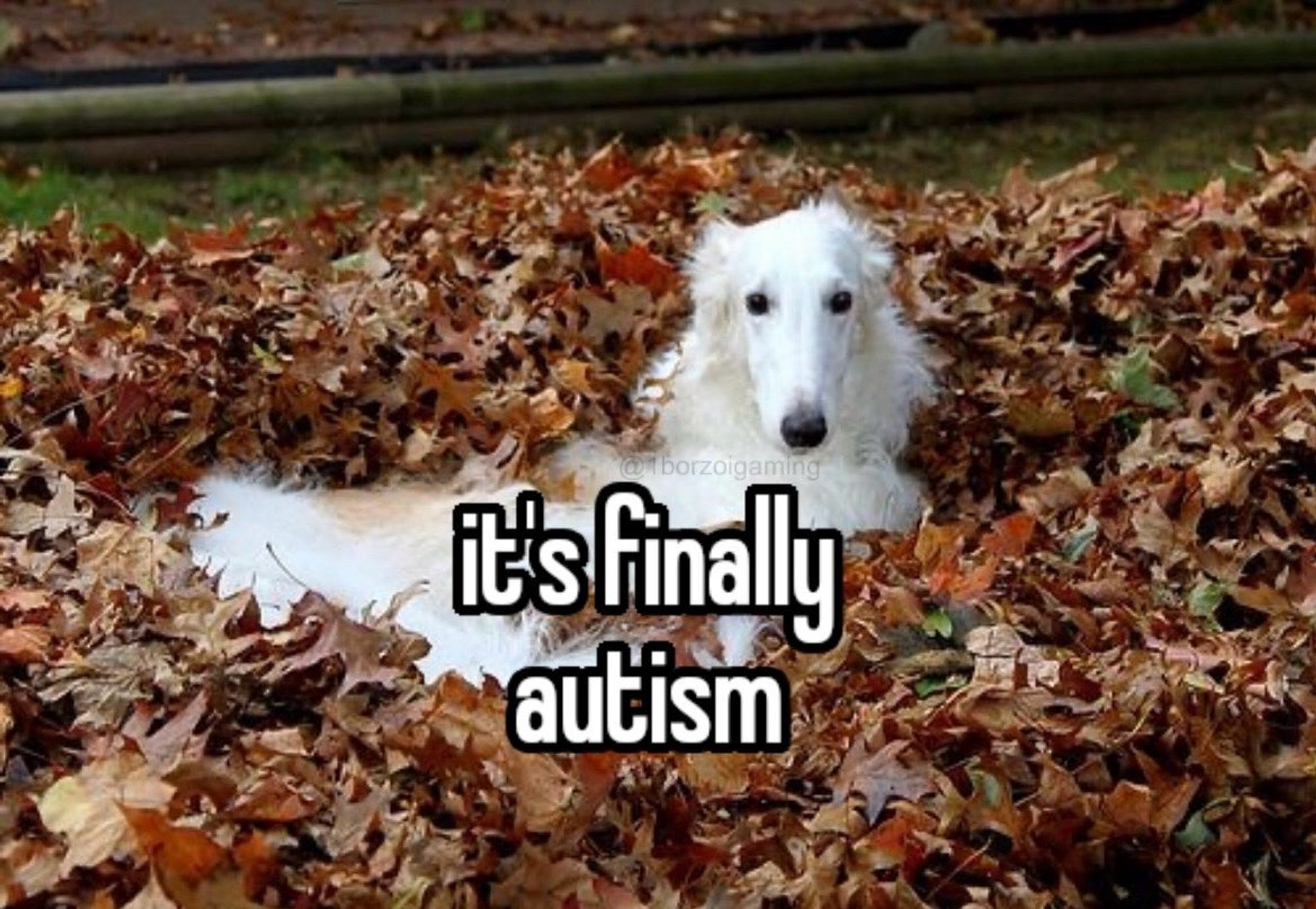 A photo of a white borzoi dog in a pile of leaves with the caption ‘it’s finally autism’