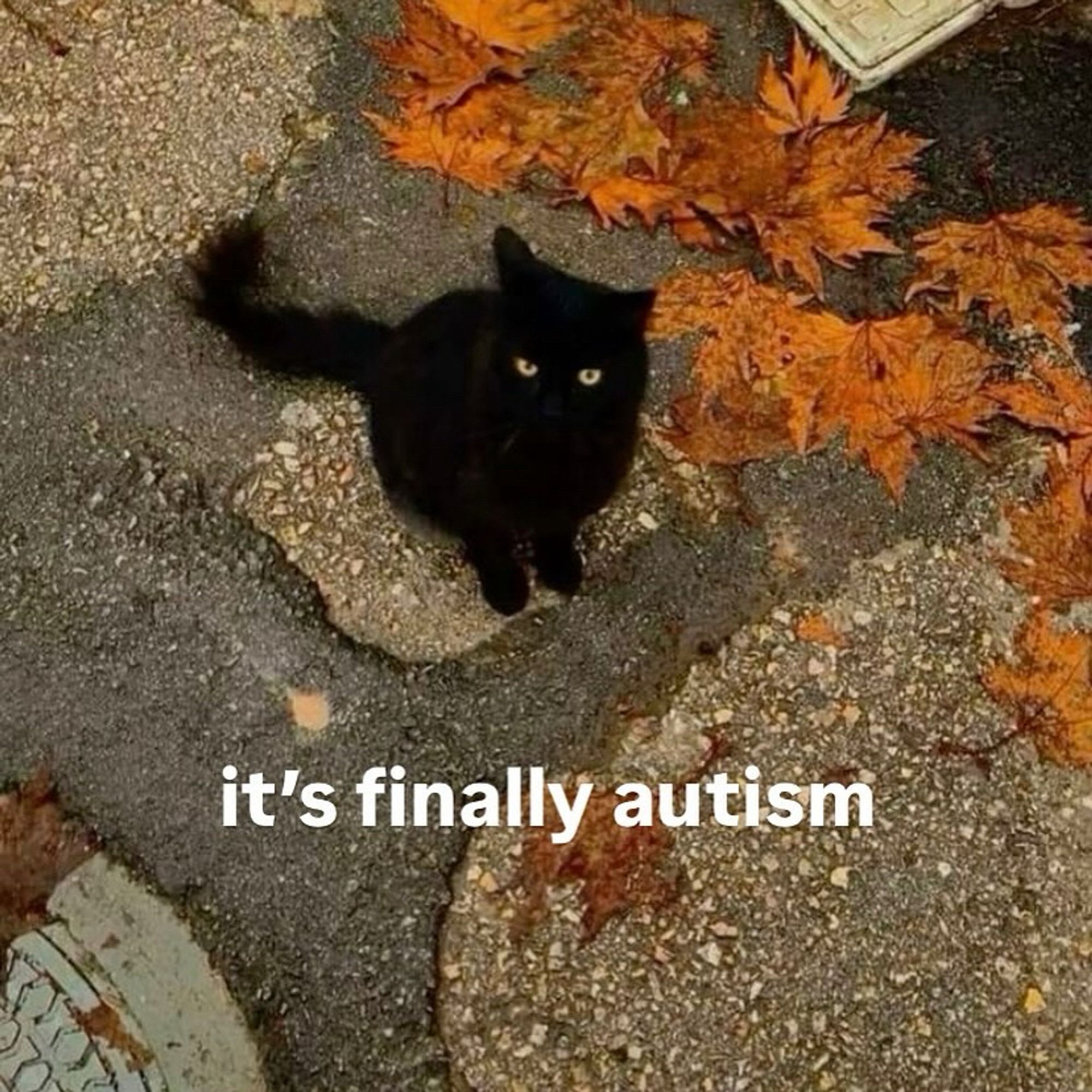 A photo of a black cat on pavement next to fallen autumn leaves with the caption ‘it’s finally autism’