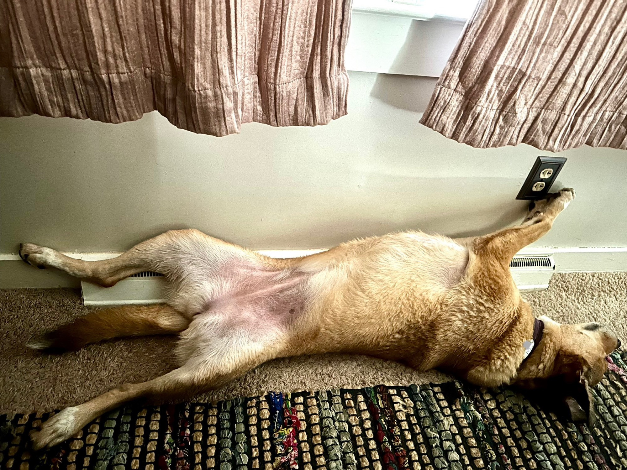 A little blonde dog asleep on her back, legs wide, one hundred percent coverage of the ac vent.