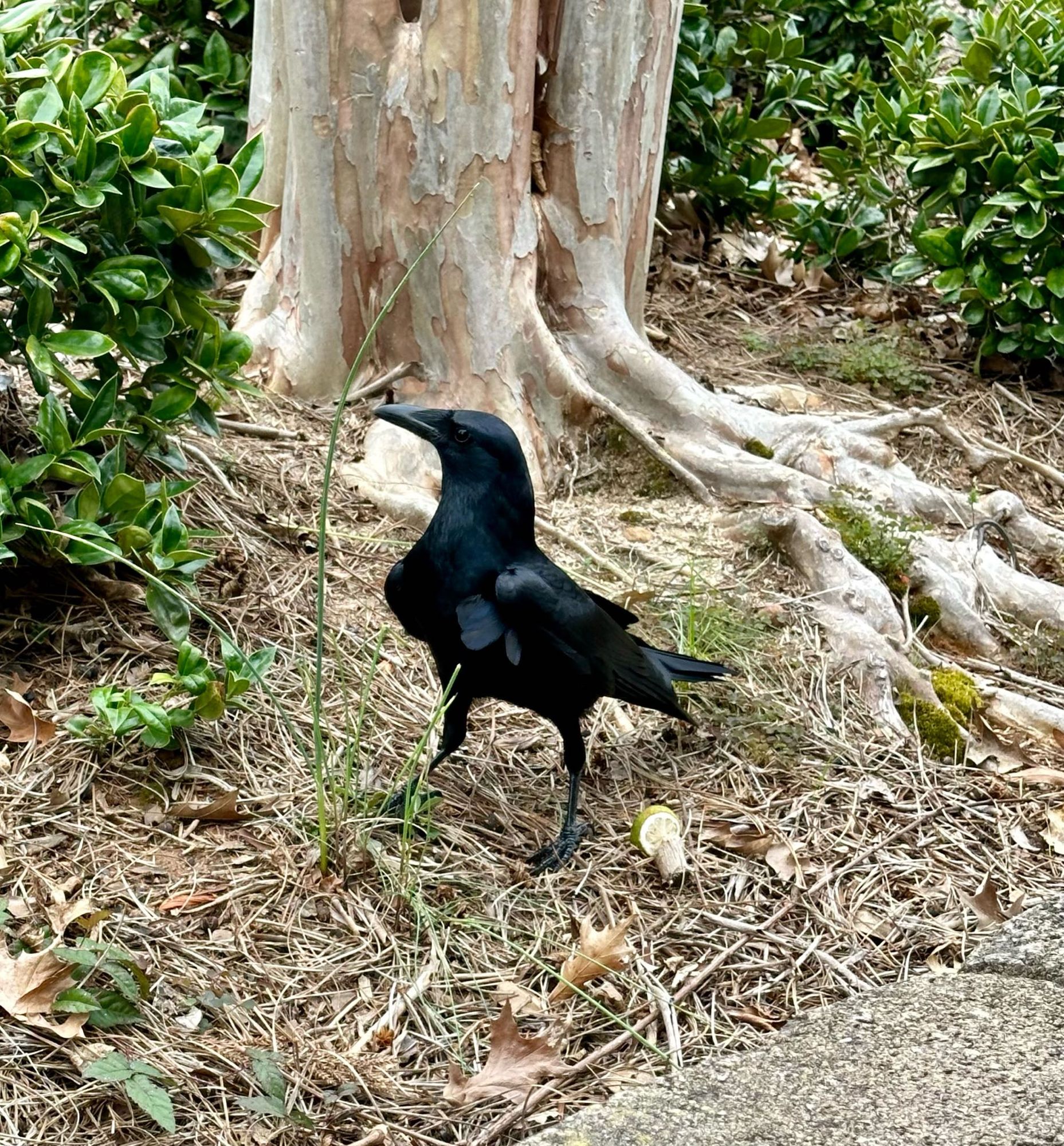 Three photos of a sleek black crow who is very interested in my off-camera food.