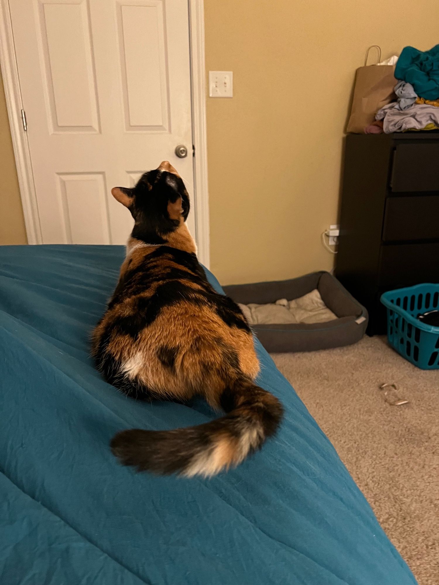 Calico cat sits on a teal comforter, butt and tail towards the camera (but demurely) and she’s staring at the ceiling. Very cute. Very fluff.