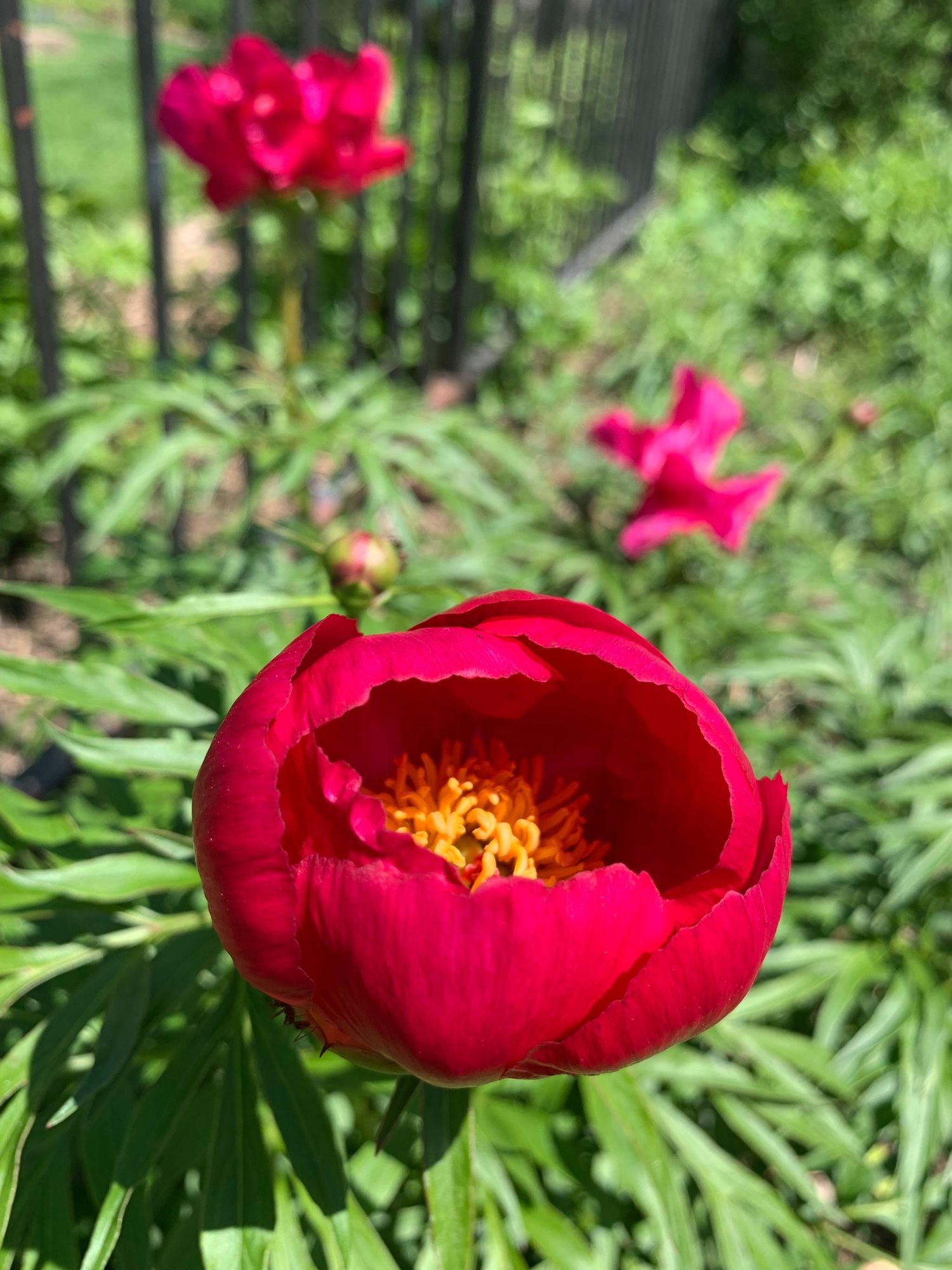 Red peonies