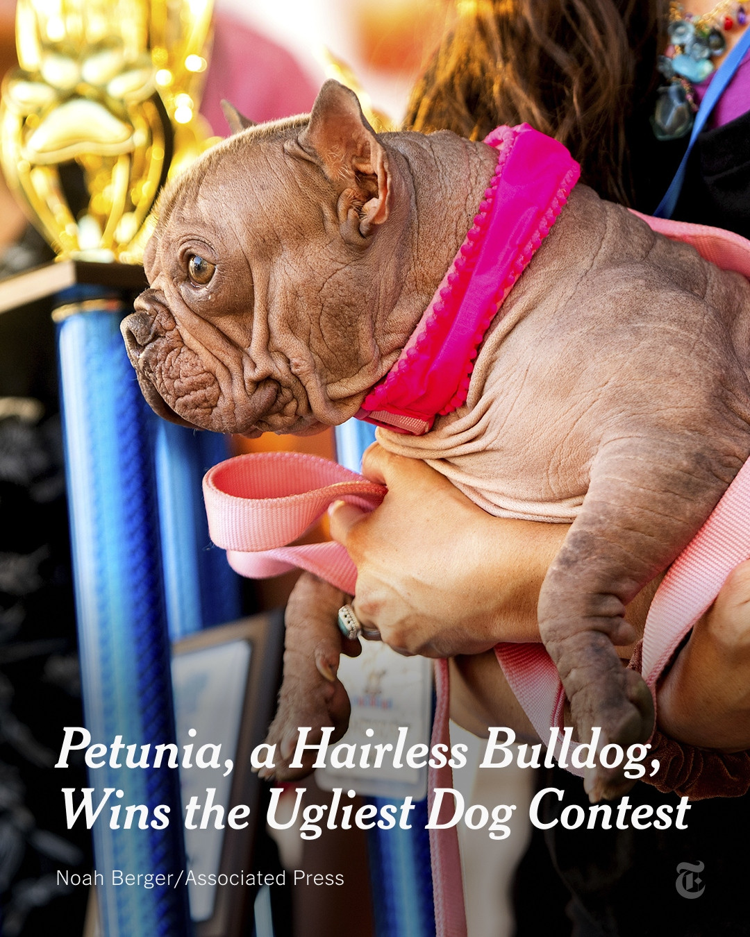 Petunia, a hairless English-French bulldog mix, is being held in a person’s arms. A headline reads: "Petunia, a Hairless Bulldog, Wins the Ugliest Dog Contest." Photo by Noah Berger/Associated Press