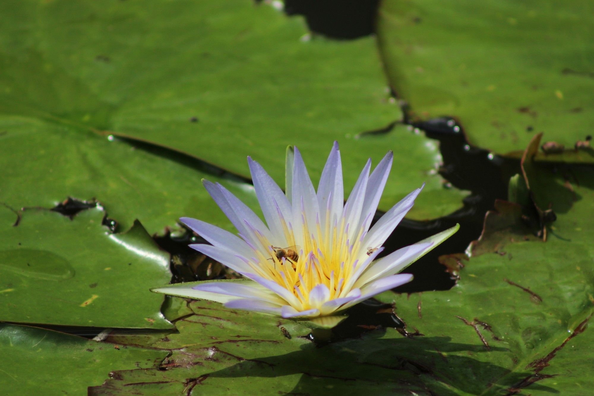 A close-up of a purple water lily in full bloom, floating on a lily pad in a calm pond, with two bees landing in the flower’s center.