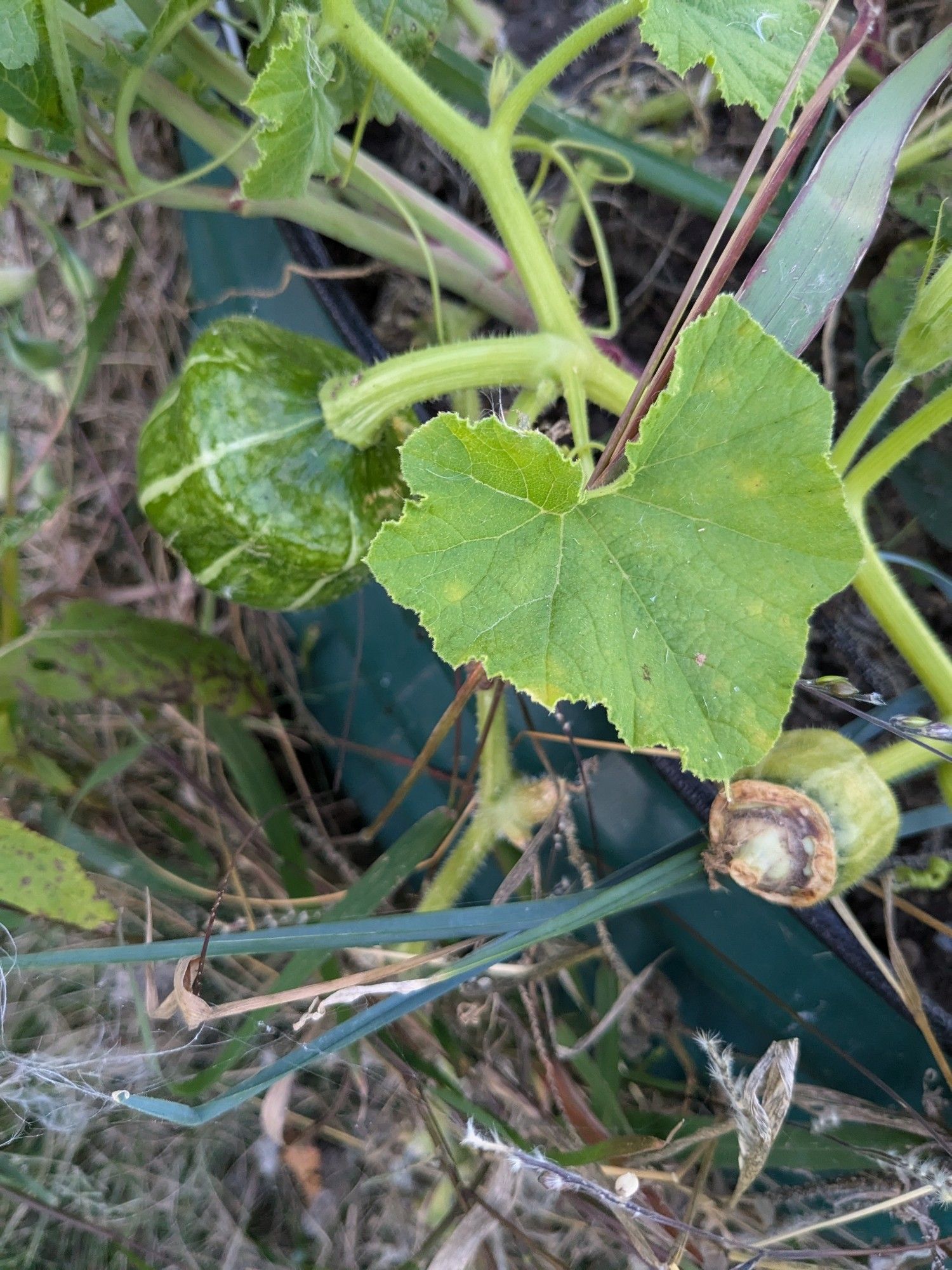 A picture is a small green buttercup squash hanging on it's vine