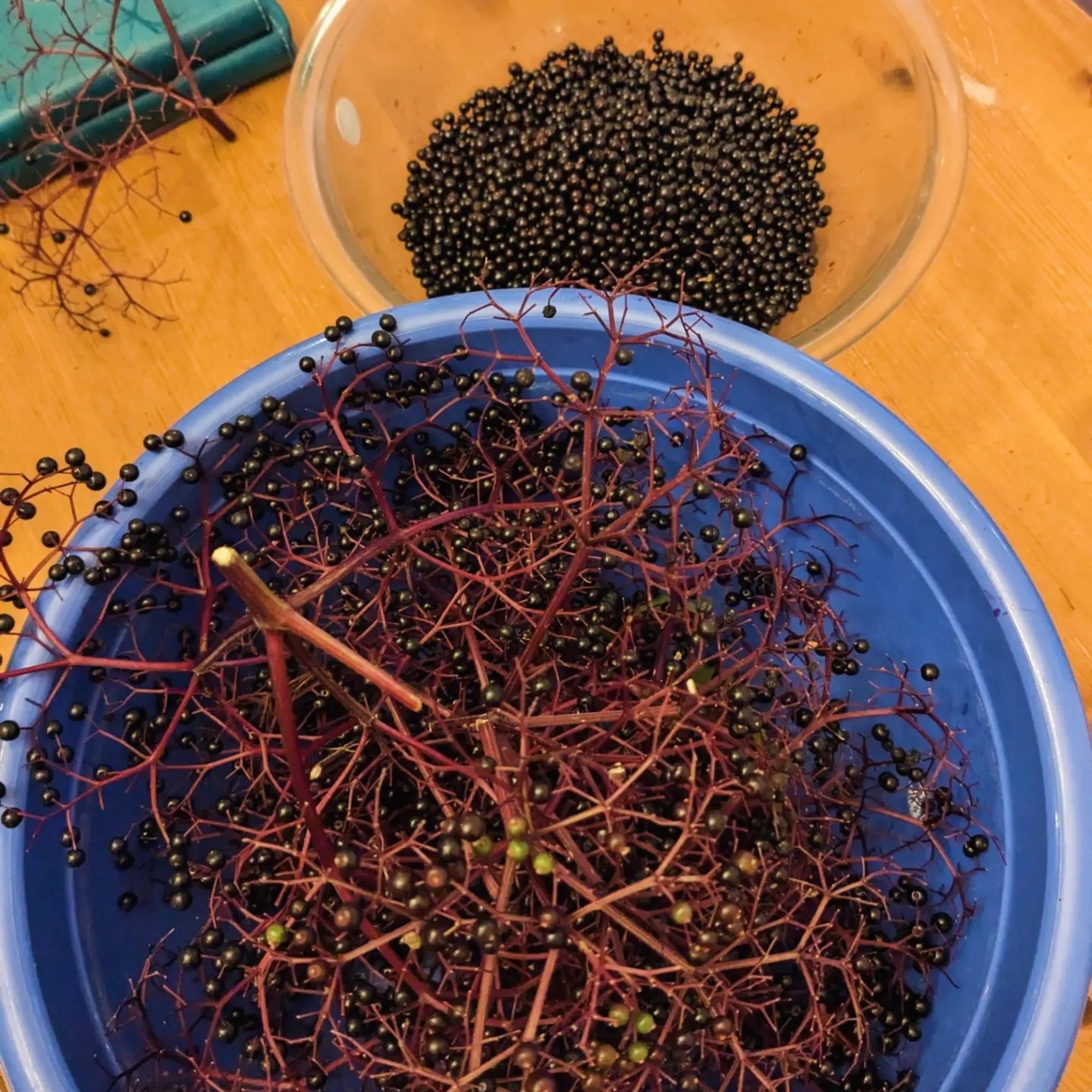 A large bowl with elderberries on the stems and another smaller bowl with the already de-stemed elderberries