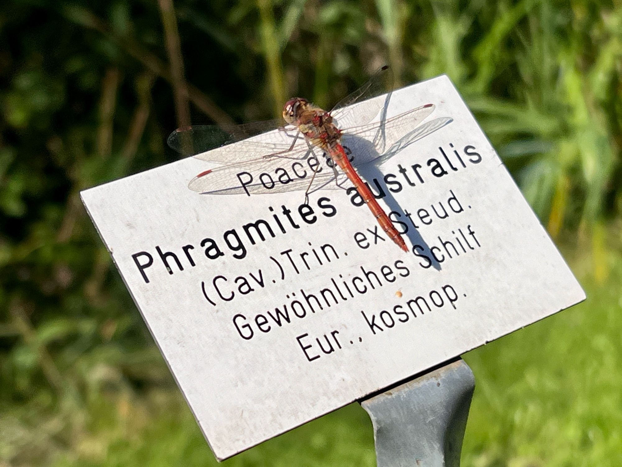 Libelle auf Pflanzenbeschreibungsschild