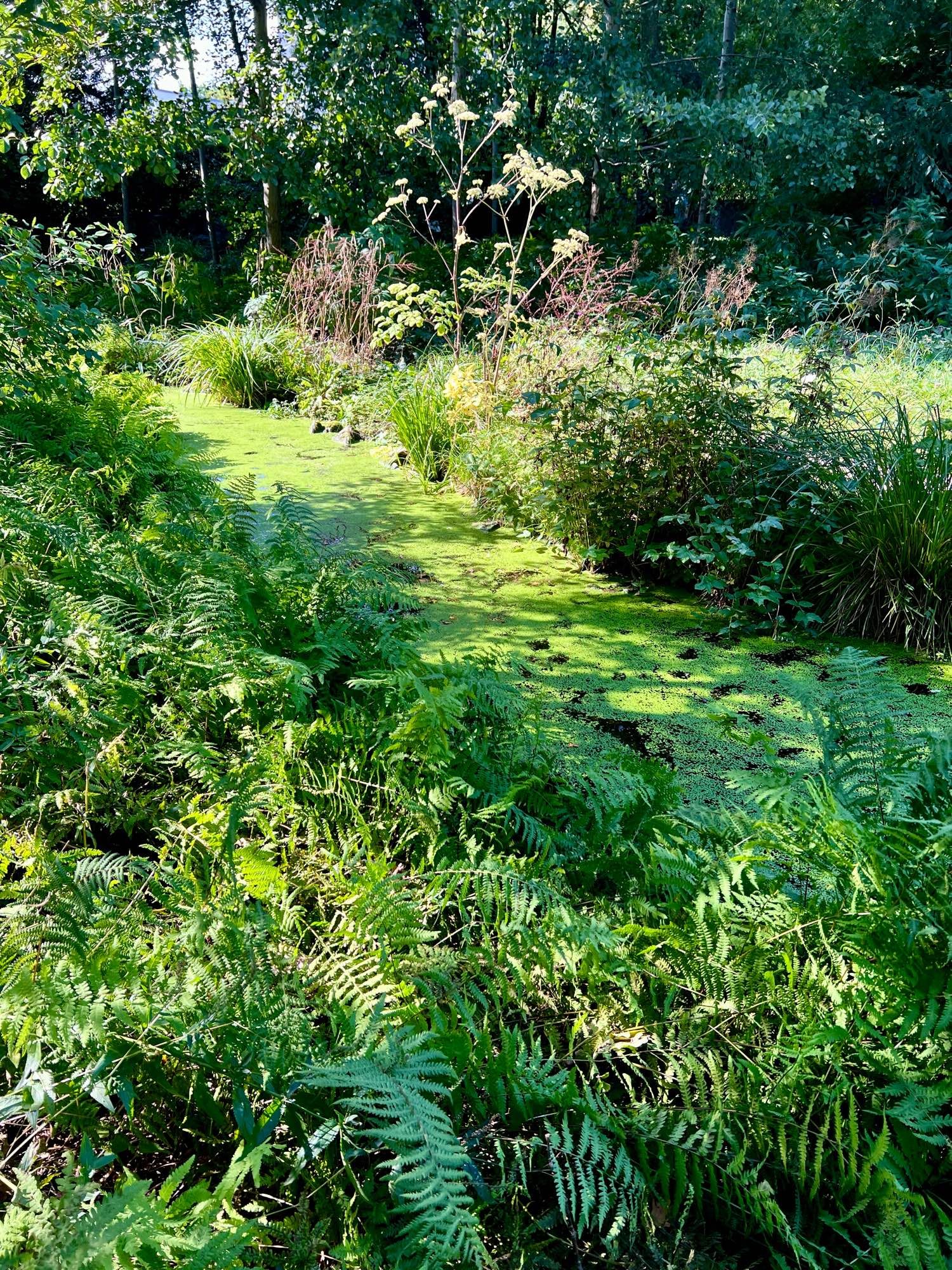 Bachlauf bedeckt mit Wasserlinsen