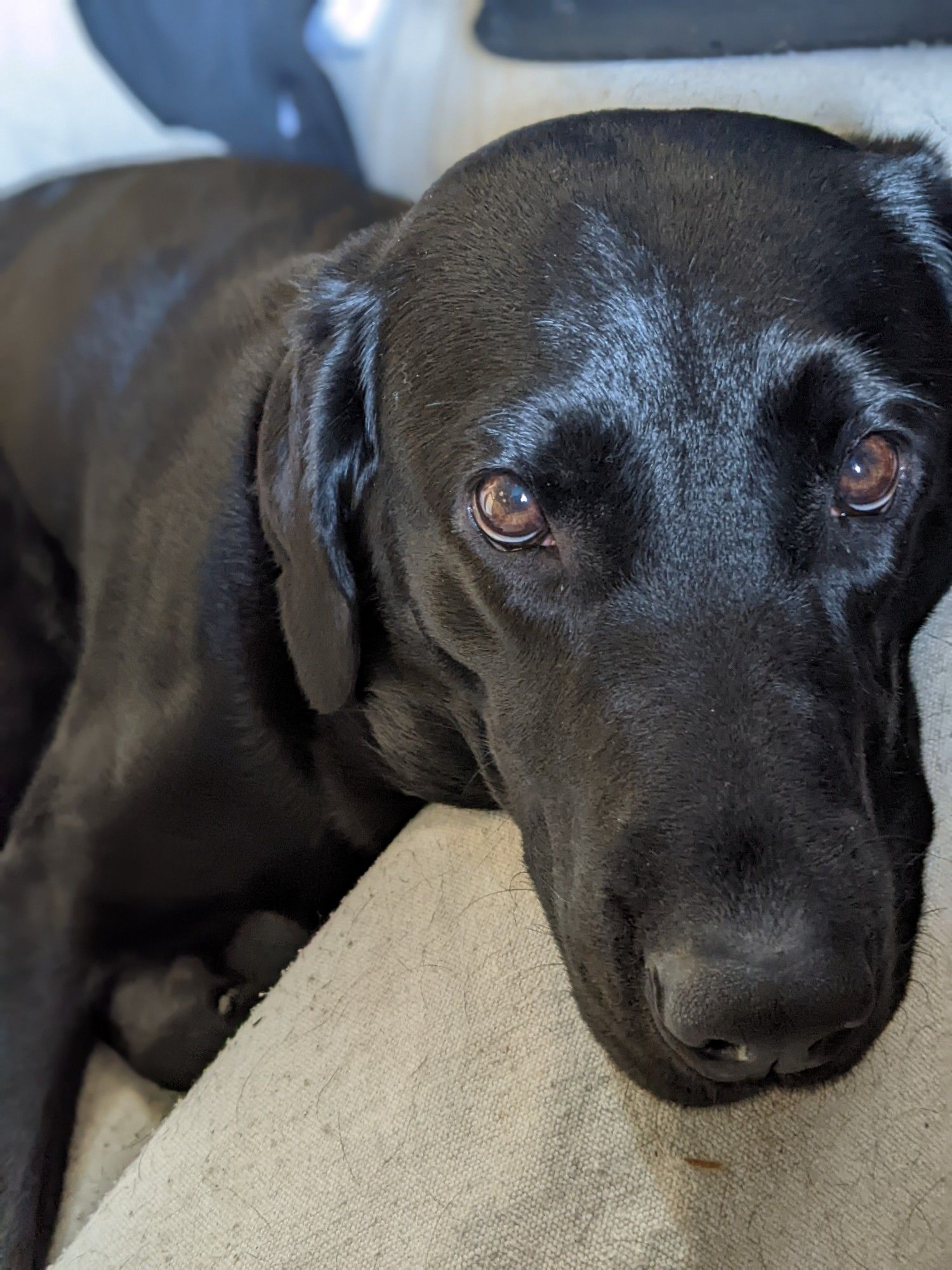 An American black lab looking at the camera while lounging on a chair.