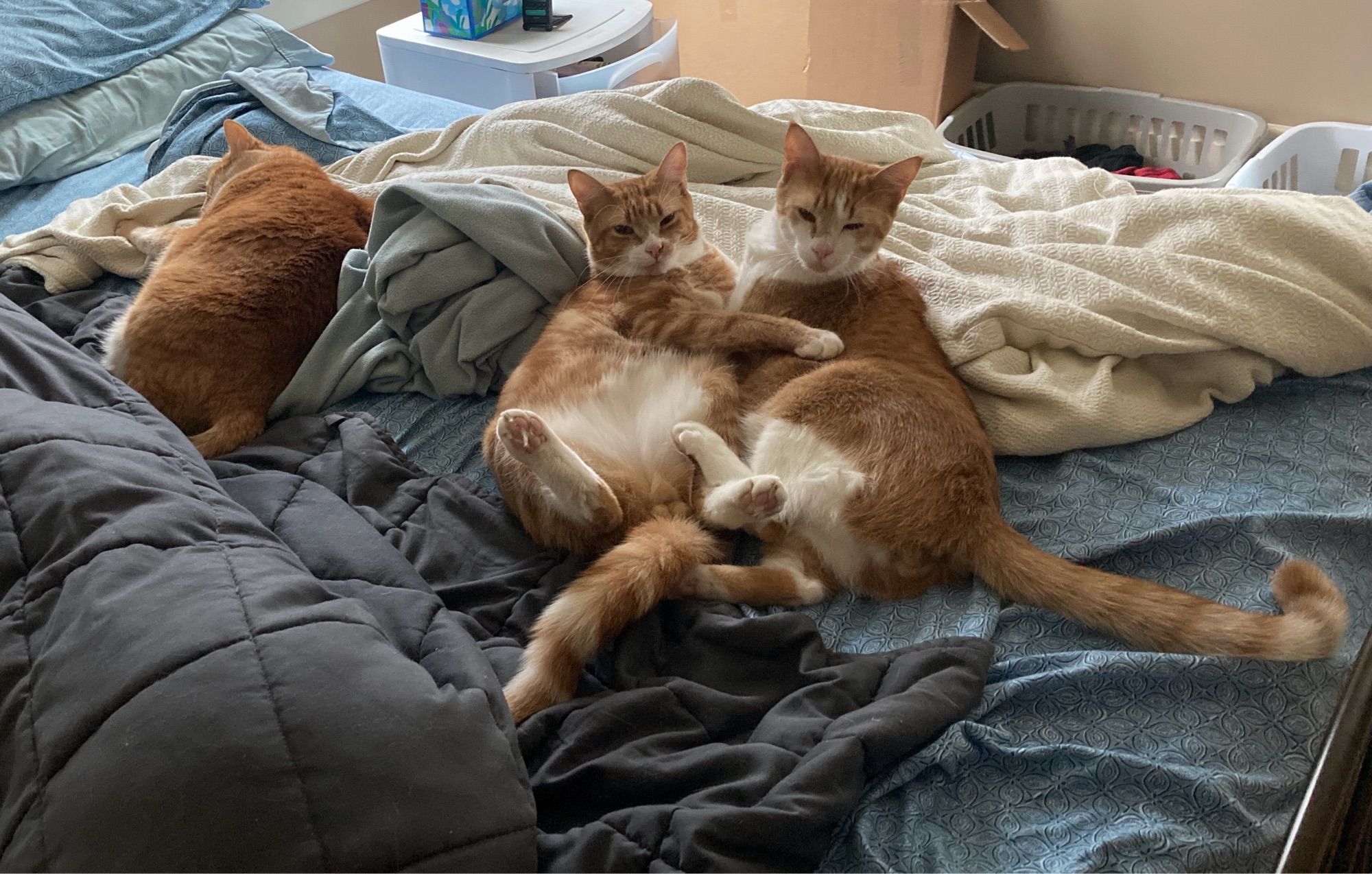 Three orange cats among rumpled blankets. One is off to the left, completely asleep. The other two are laying next to each other and huffing, and staring at the camera as if to say “What?”