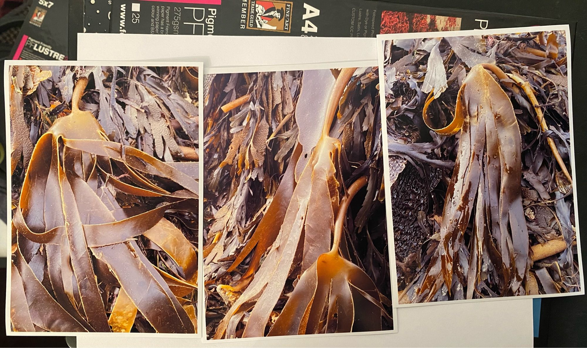 Kelp washed up on the beach at Robin Hoods Bay. Yet to be edited.