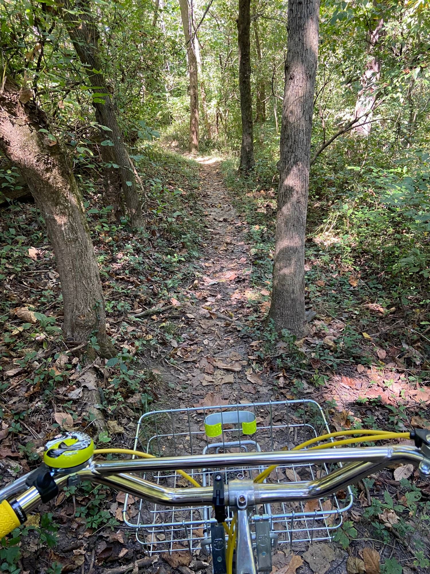 A bicycle in the foreground, a trail through the woods in the background.