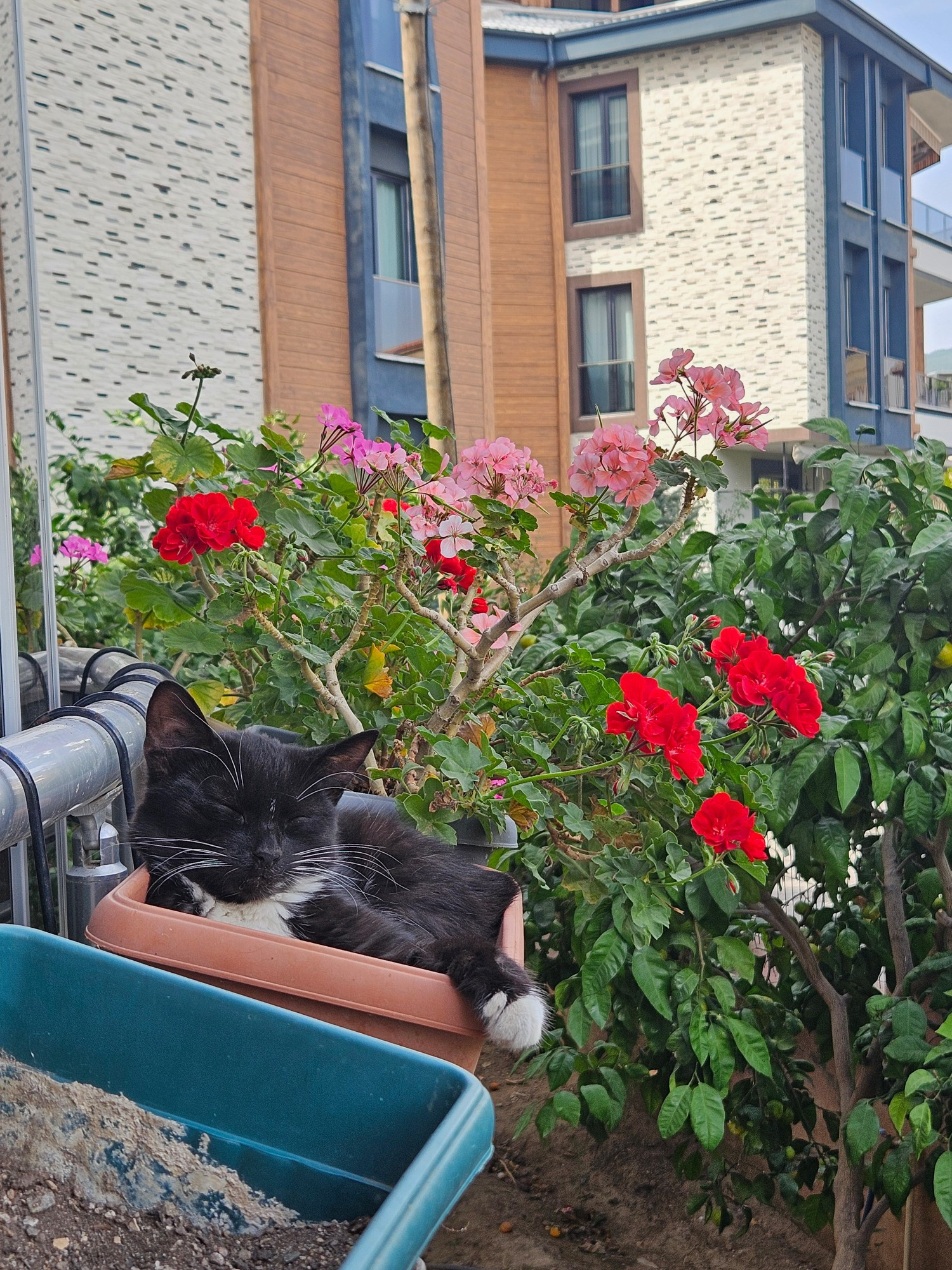 gato preto e branco deitado numa floreira no parapeito de uma sacada, com gerânio vermelhos e rosas ao fundk