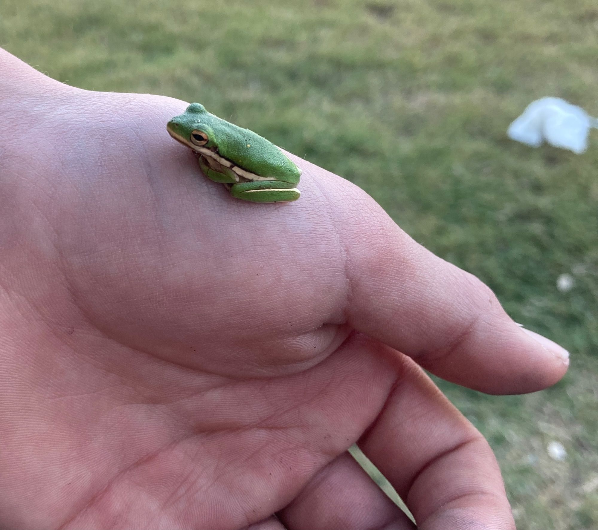 Tiny tree frog rests on child’s thumb