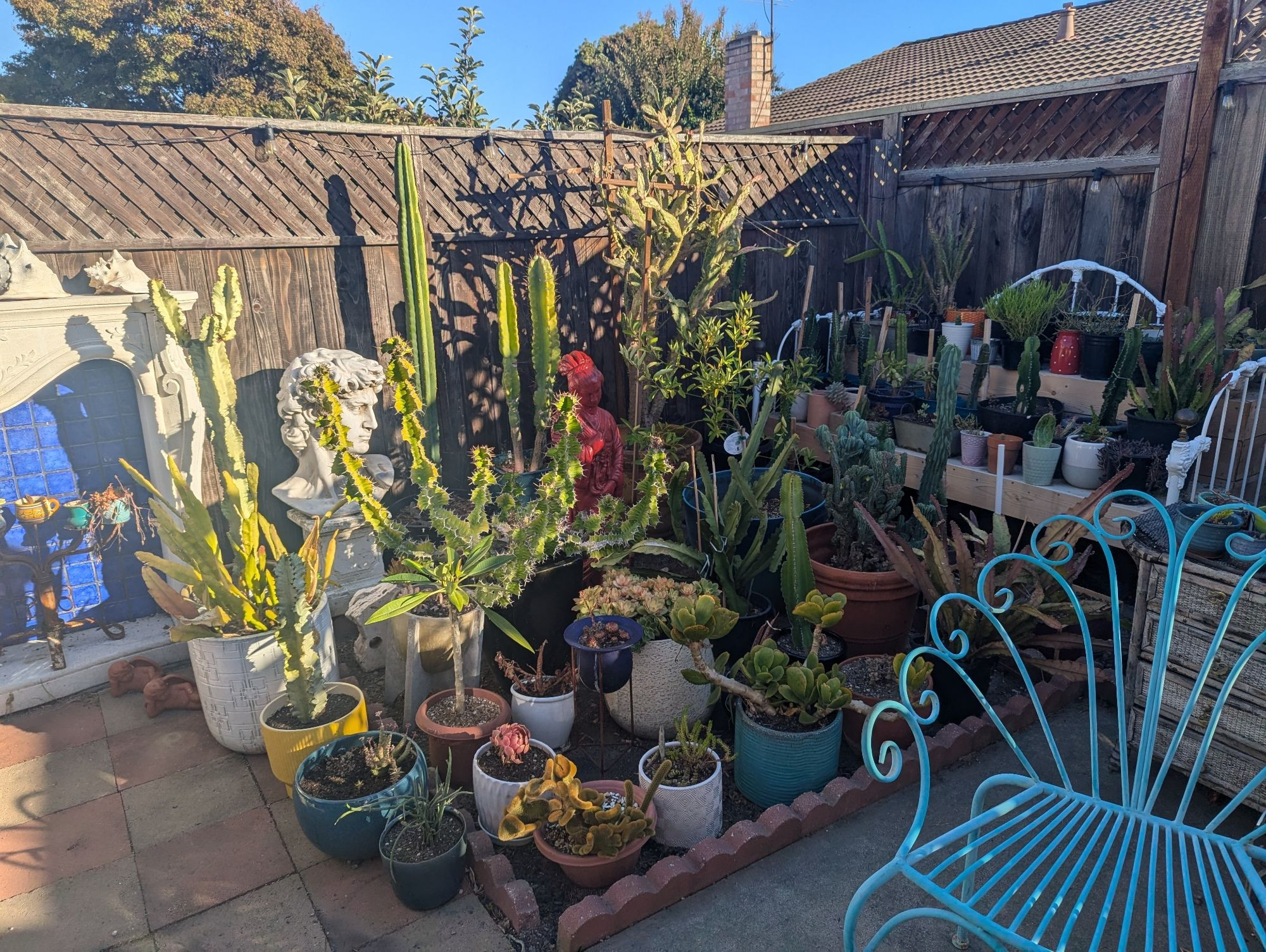 Yard full of cactuses and succulents