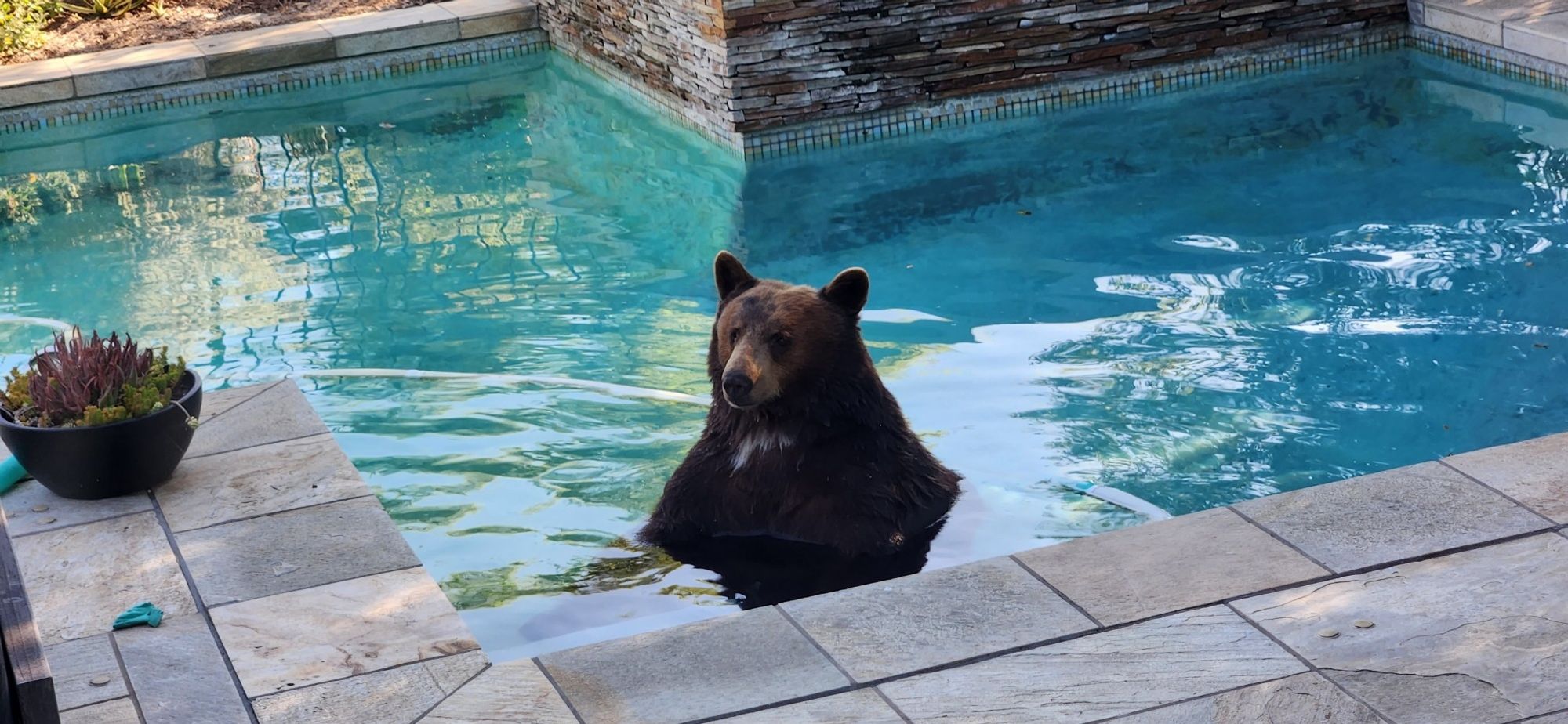 Bear in a swimming pool
