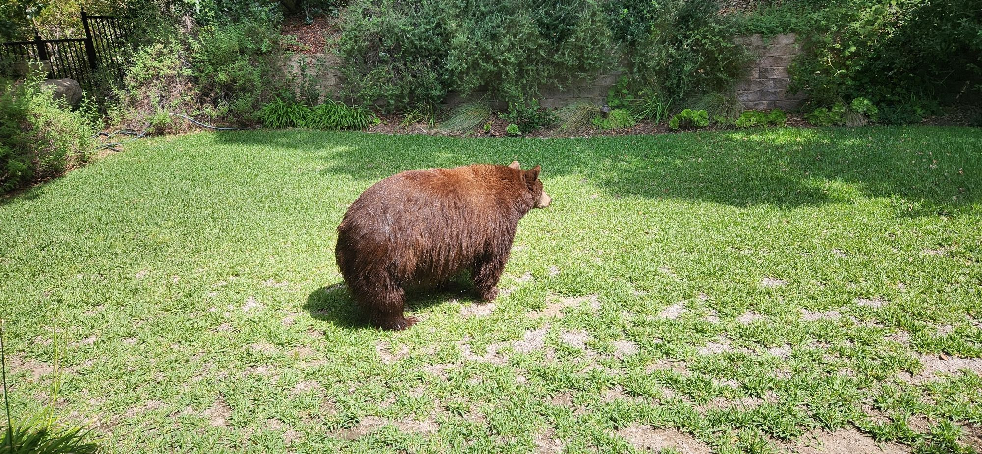 An exceedingly chonky bear hoping for a pic a nic