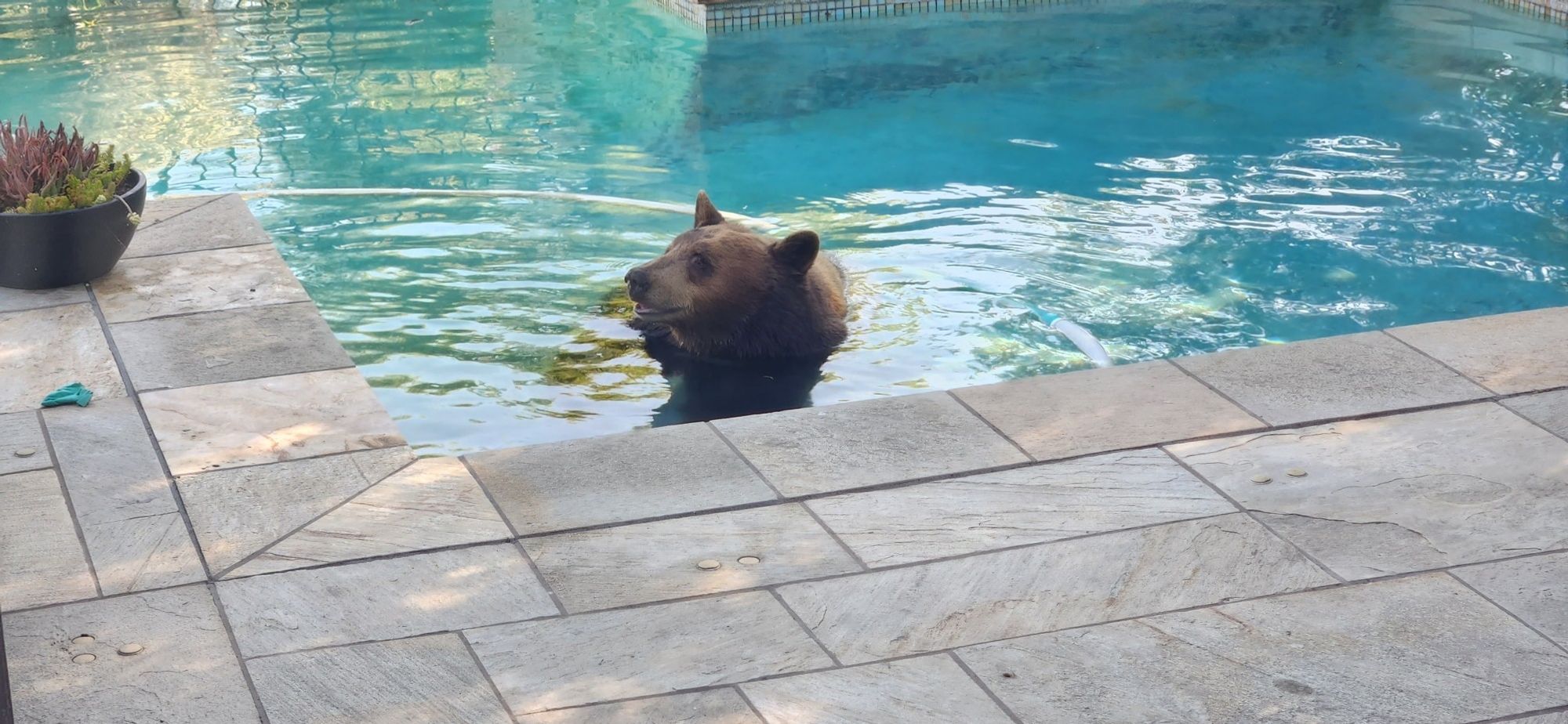 Bear still swimming