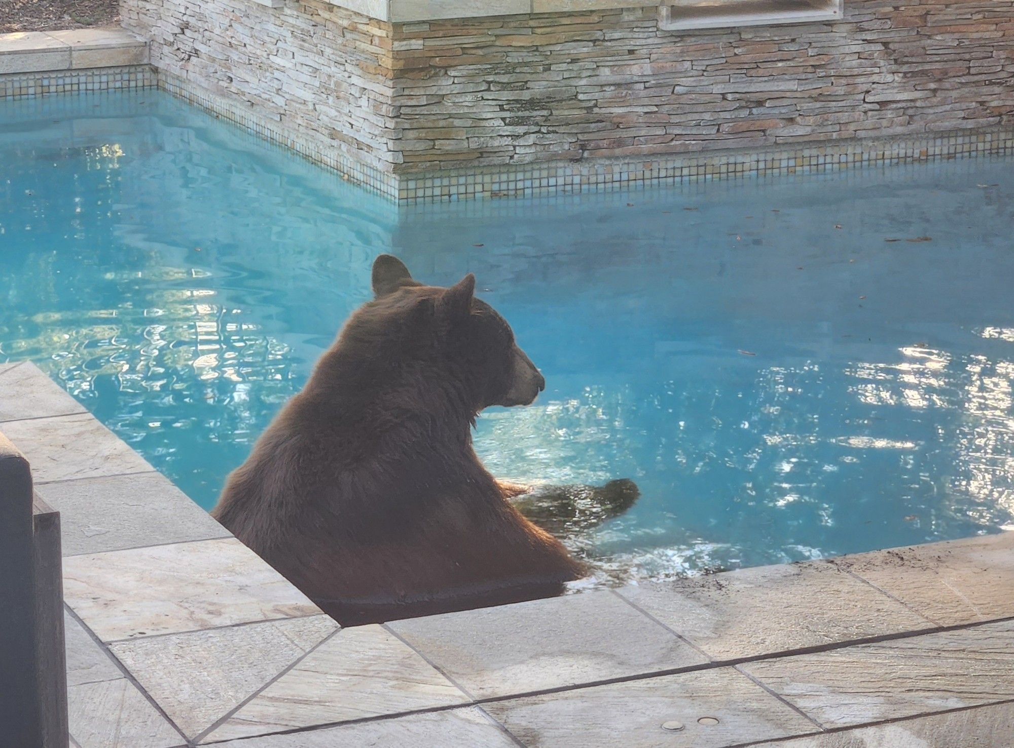 Patch sitting in the pool on a step looking a bit like a school kid